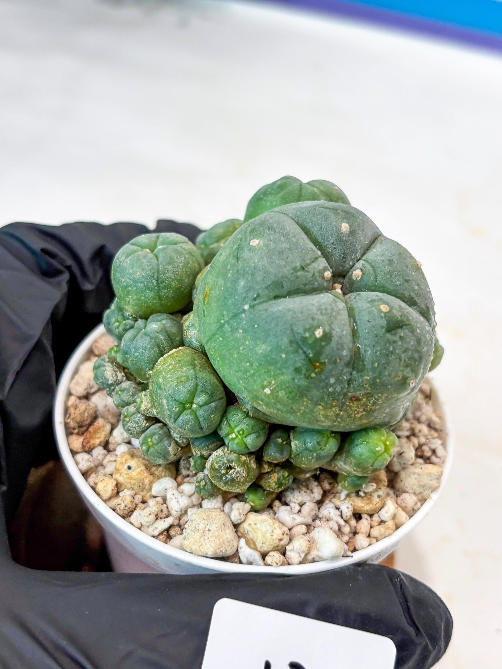 Spinless Cluster Cactus (#12) | Mature Succulents | Succulents Plants Live