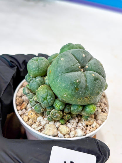 Spinless Cluster Cactus (#12) | Mature Succulents | Succulents Plants Live