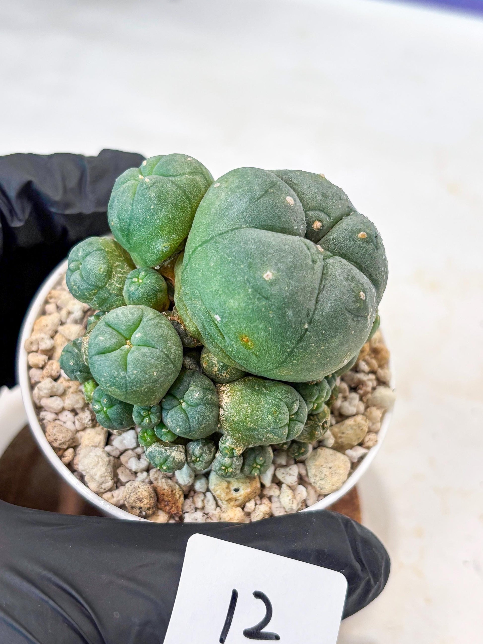 Spinless Cluster Cactus (#12) | Mature Succulents | Succulents Plants Live