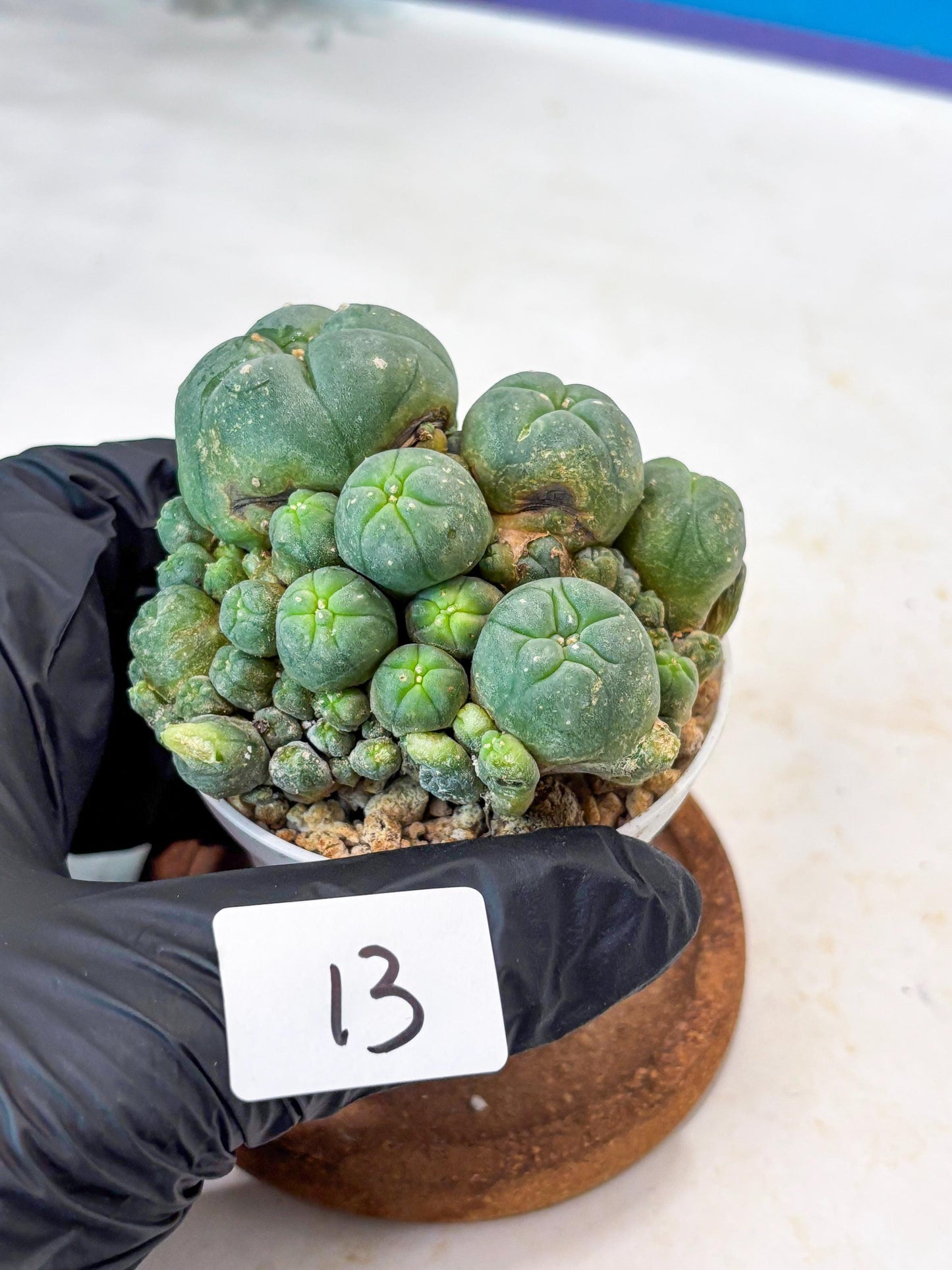 Spinless Cluster Cactus (#13) | Mature Succulents | Succulents Plants Live