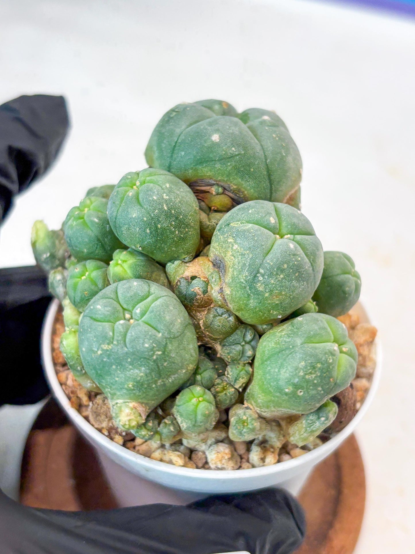 Spinless Cluster Cactus (#13) | Mature Succulents | Succulents Plants Live