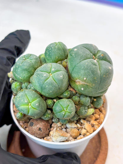 Spinless Cluster Cactus (#13) | Mature Succulents | Succulents Plants Live