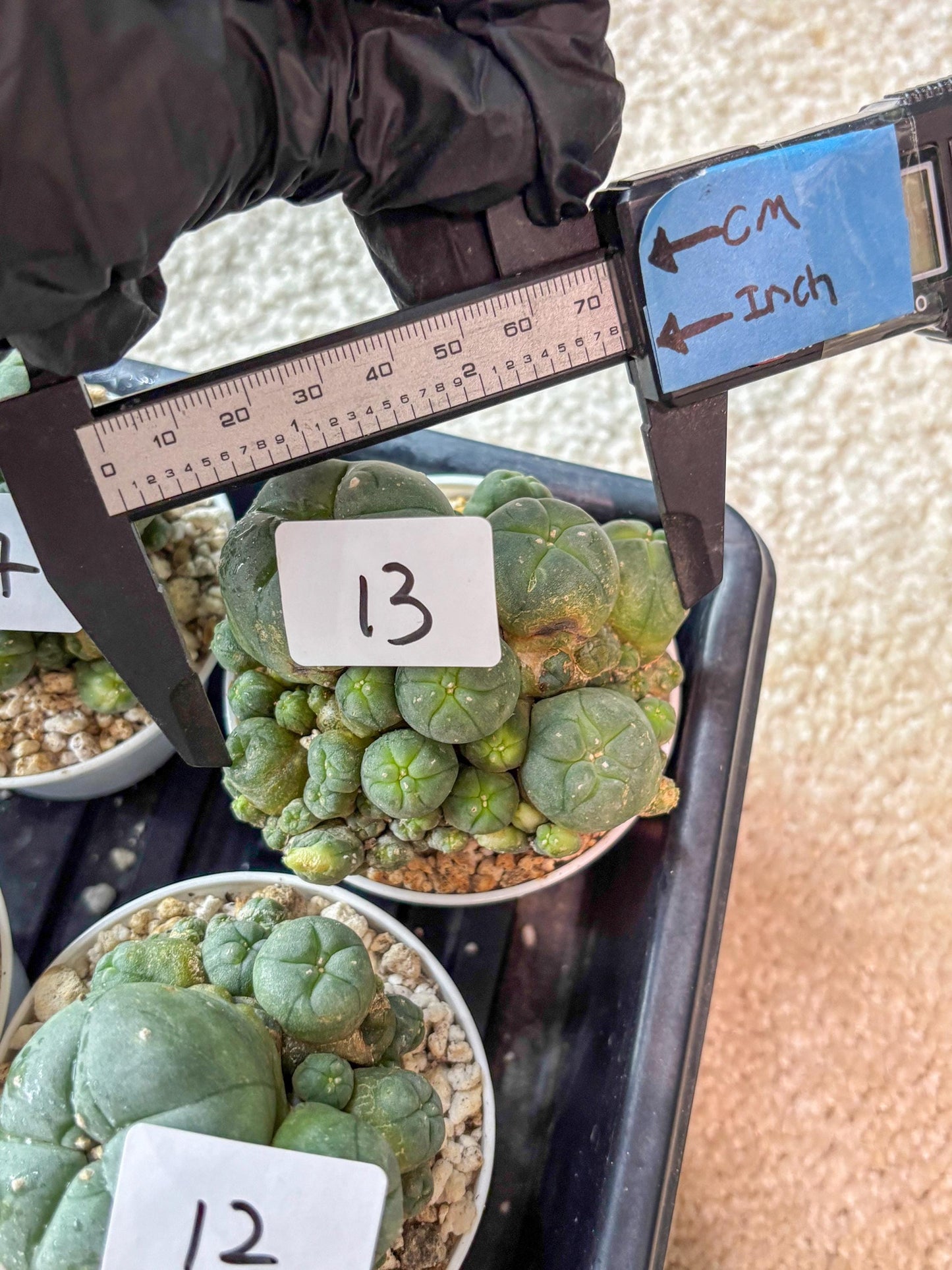 Spinless Cluster Cactus (#13) | Mature Succulents | Succulents Plants Live