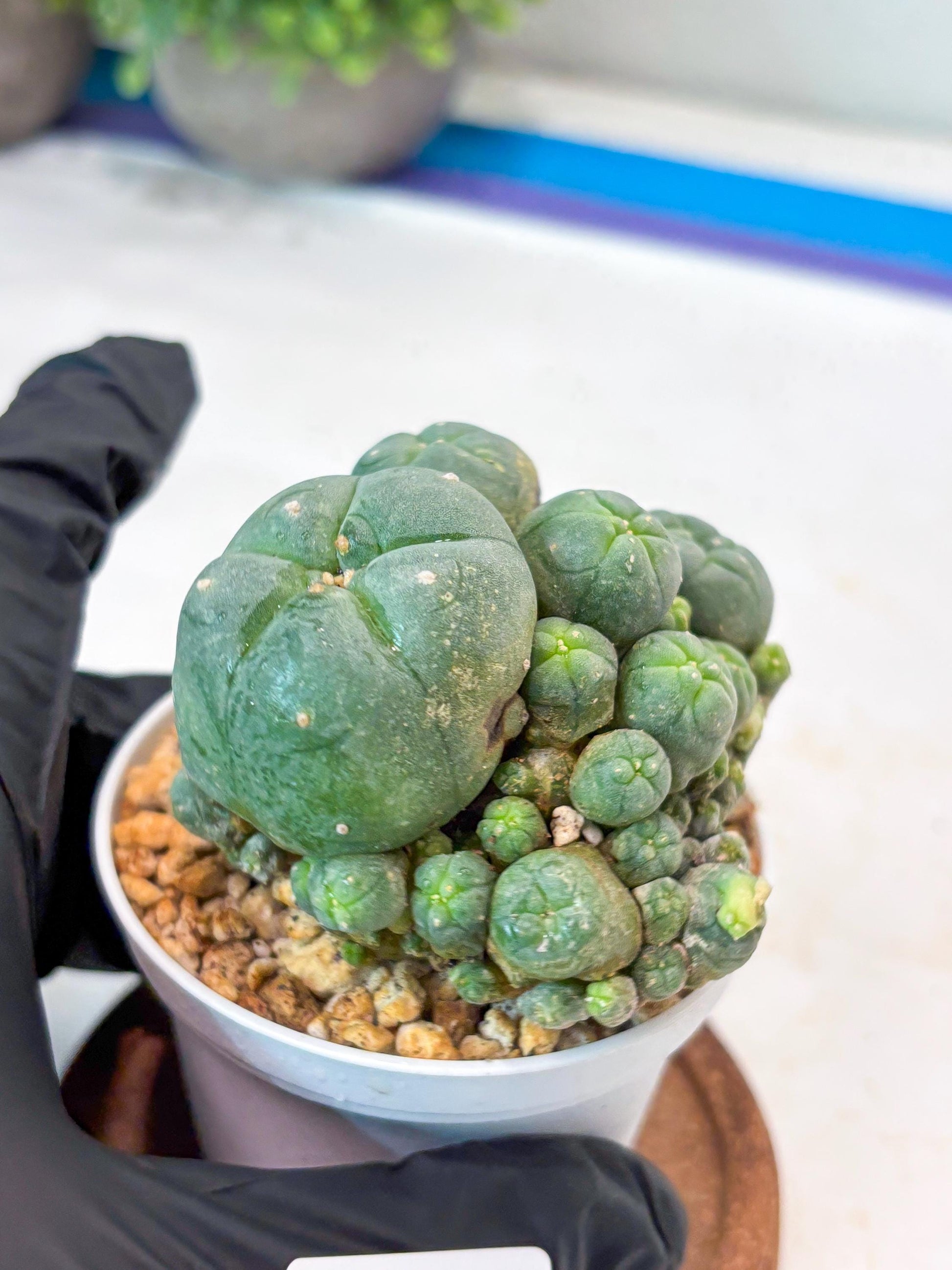 Spinless Cluster Cactus (#13) | Mature Succulents | Succulents Plants Live