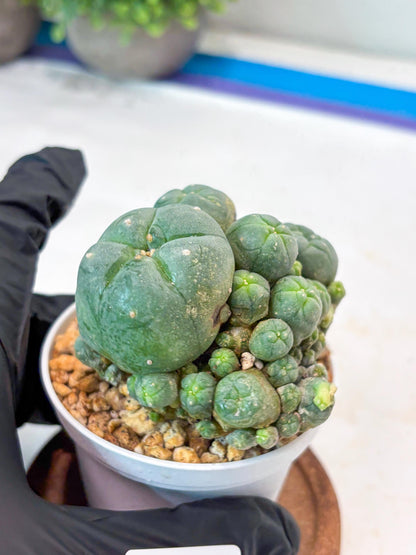 Spinless Cluster Cactus (#13) | Mature Succulents | Succulents Plants Live