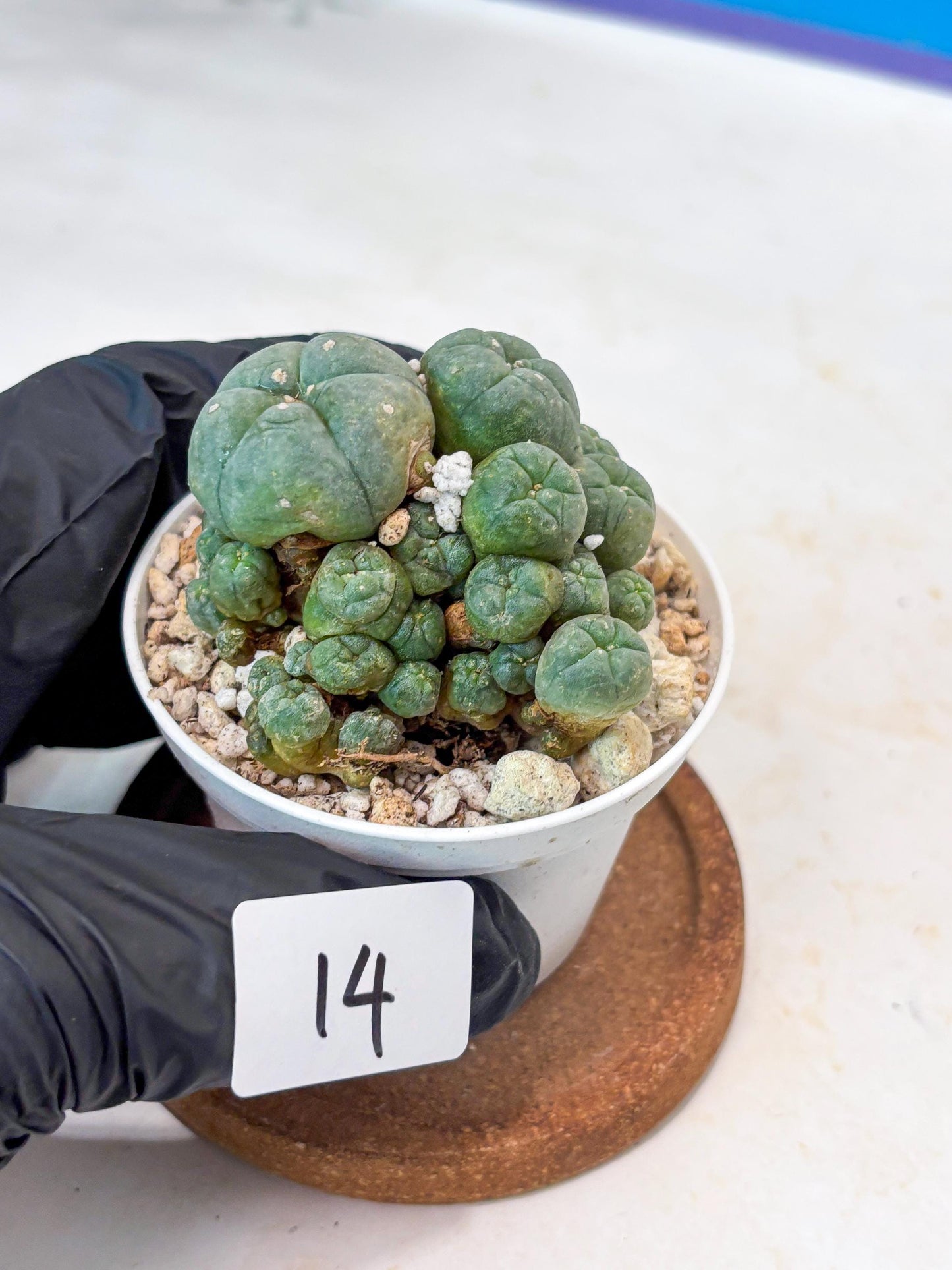 Spinless Cluster Cactus (#14) | Mature Succulents | Succulents Plants Live