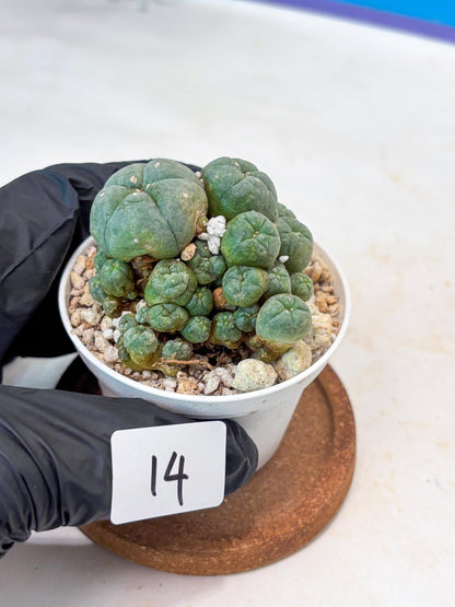 Spinless Cluster Cactus (#14) | Mature Succulents | Succulents Plants Live