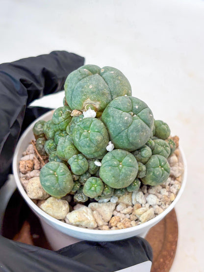 Spinless Cluster Cactus (#14) | Mature Succulents | Succulents Plants Live