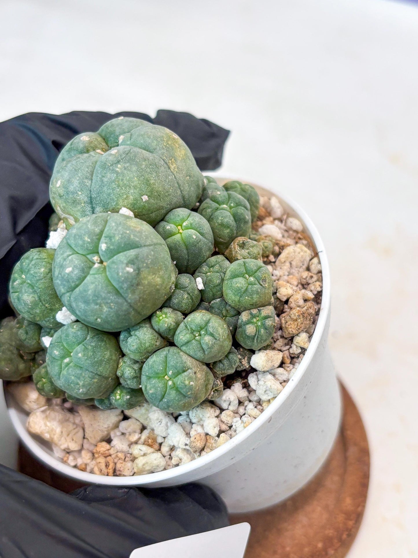 Spinless Cluster Cactus (#14) | Mature Succulents | Succulents Plants Live