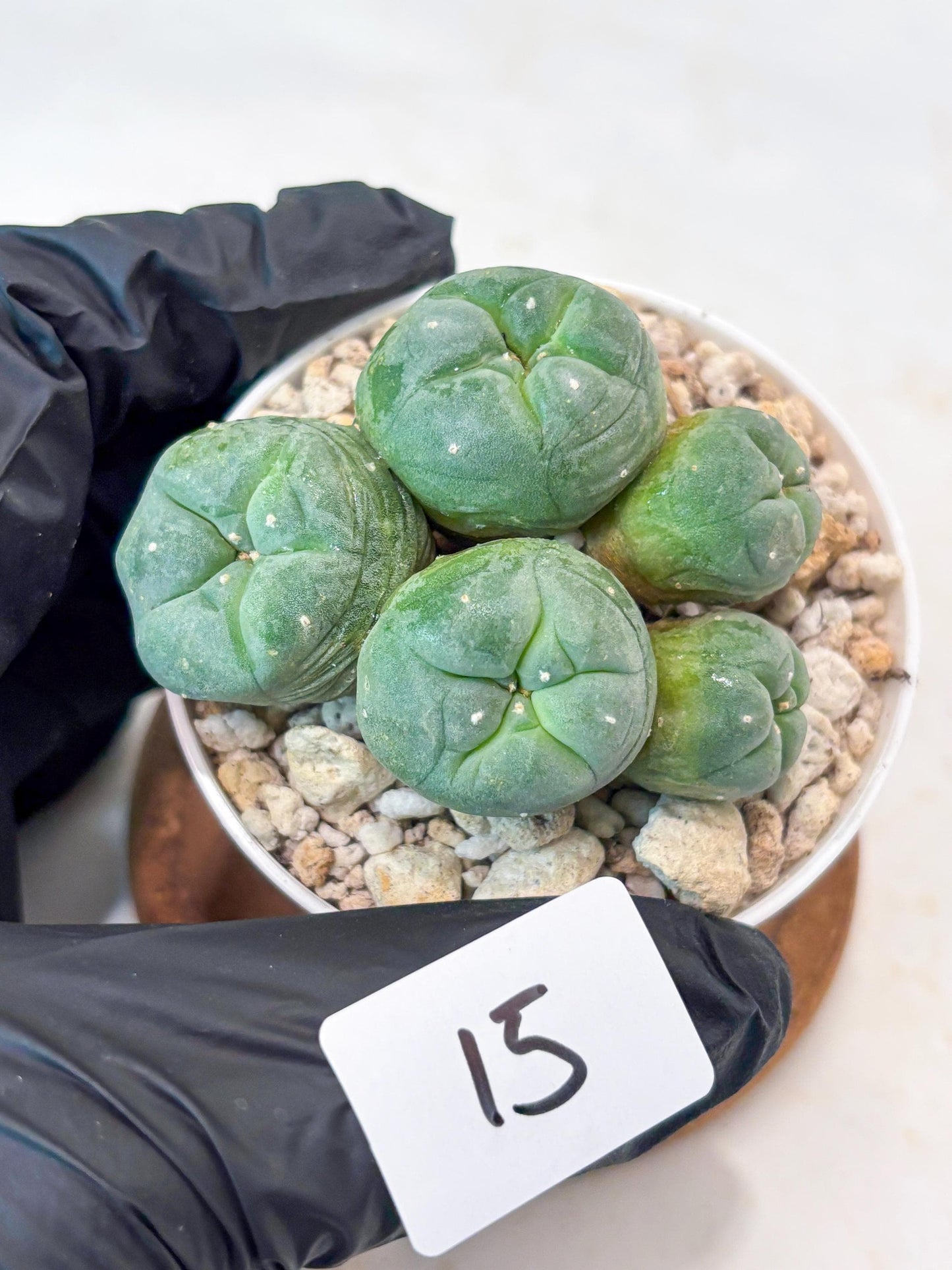 Spinless Cluster Cactus (#15) | Mature Succulents | Succulents Plants Live