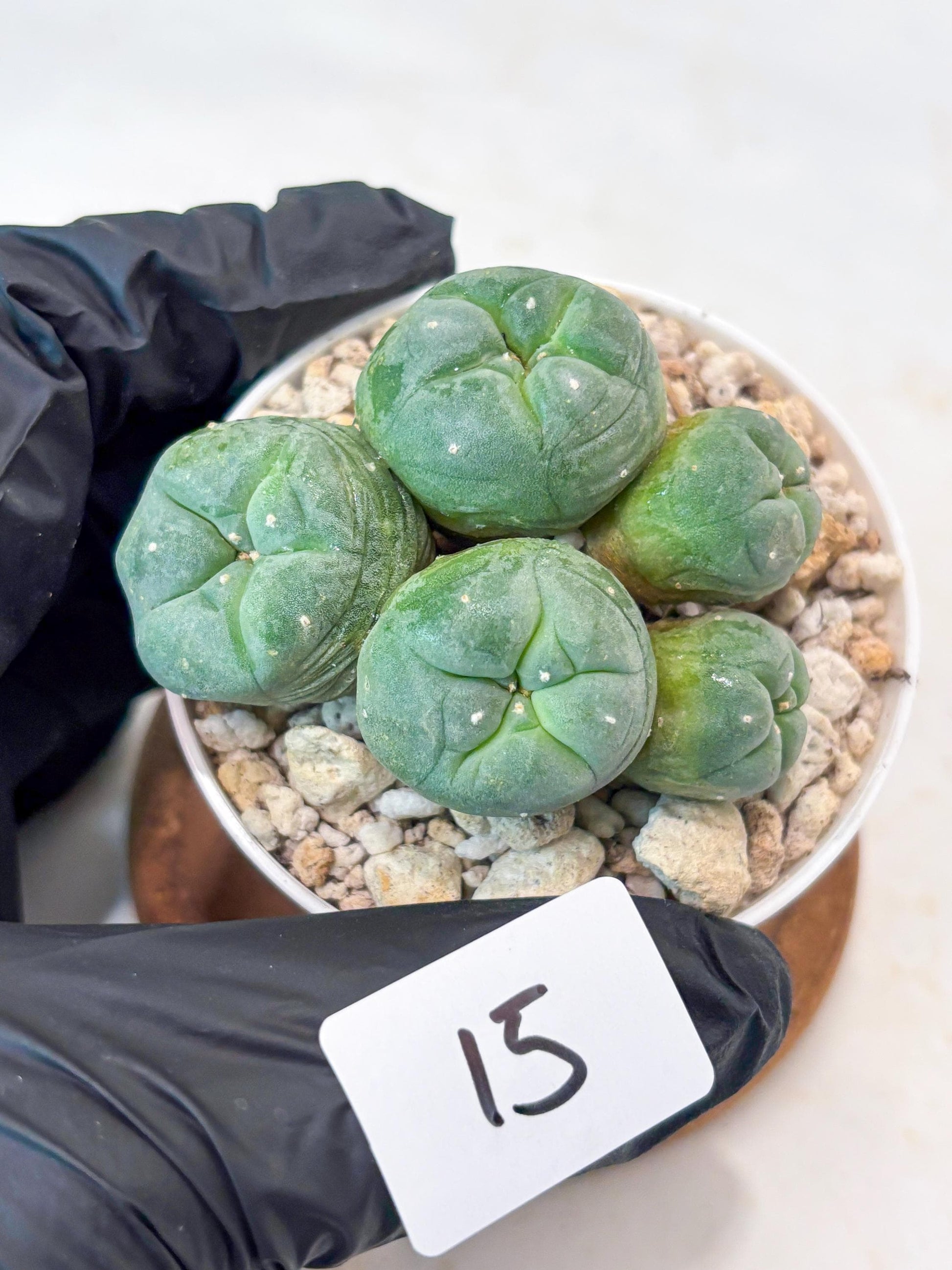 Spinless Cluster Cactus (#15) | Mature Succulents | Succulents Plants Live