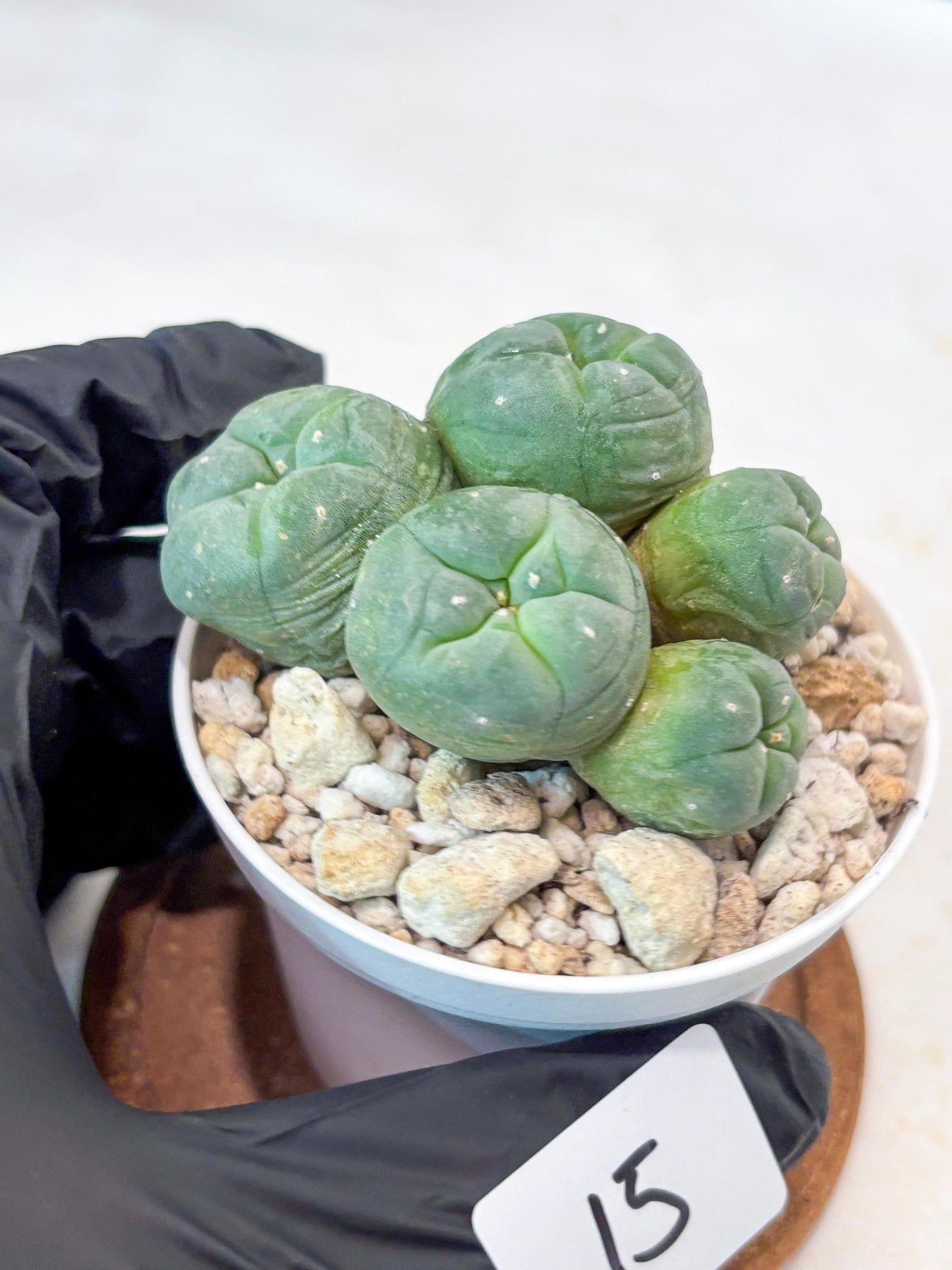 Spinless Cluster Cactus (#15) | Mature Succulents | Succulents Plants Live