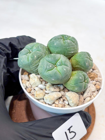 Spinless Cluster Cactus (#15) | Mature Succulents | Succulents Plants Live