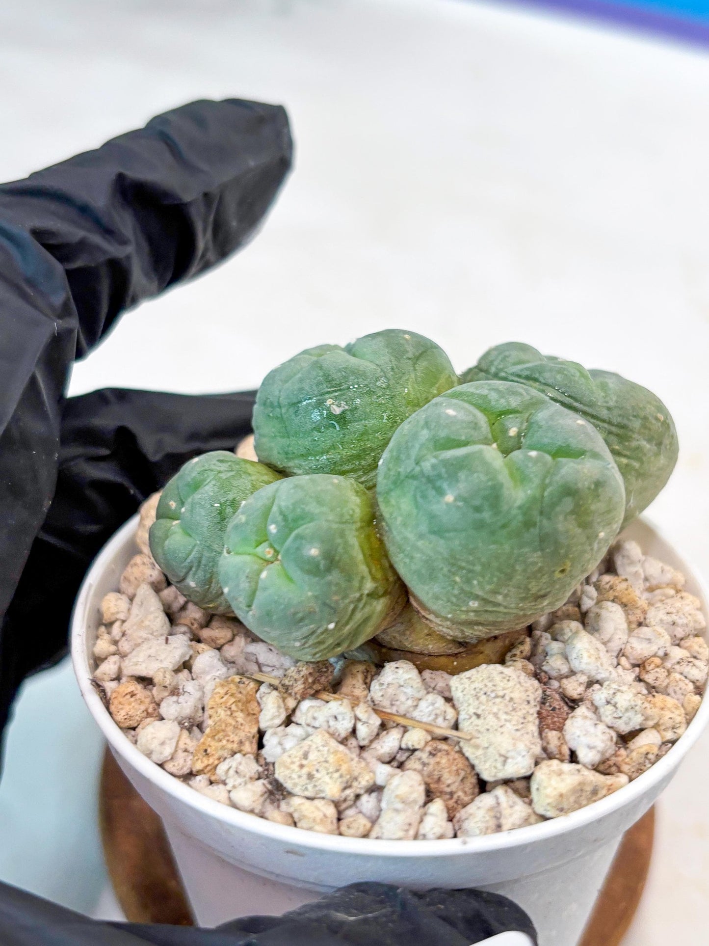 Spinless Cluster Cactus (#15) | Mature Succulents | Succulents Plants Live