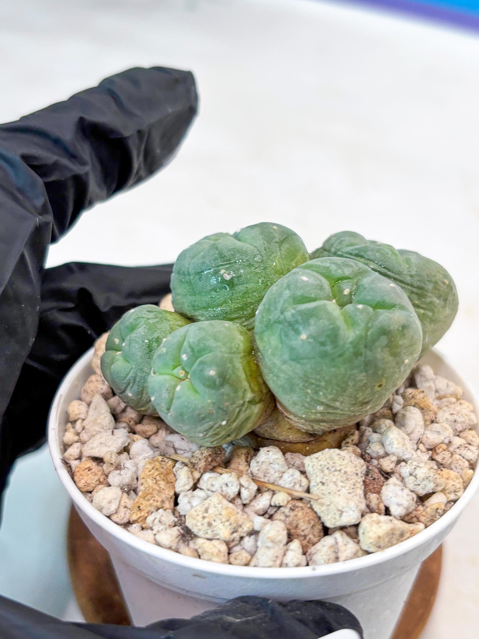 Spinless Cluster Cactus (#15) | Mature Succulents | Succulents Plants Live