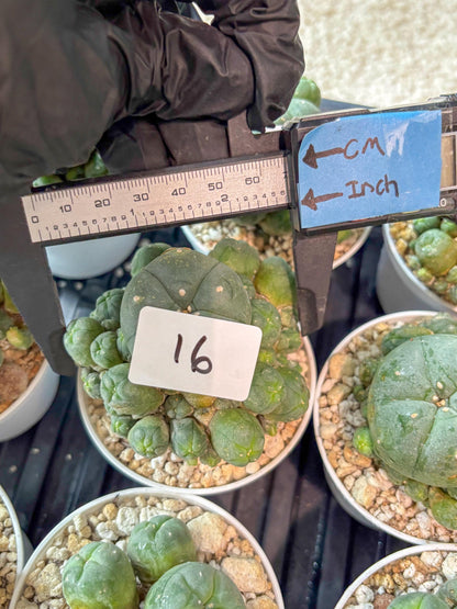 Spinless Cluster Cactus (#16) | Mature Succulents | Succulents Plants Live