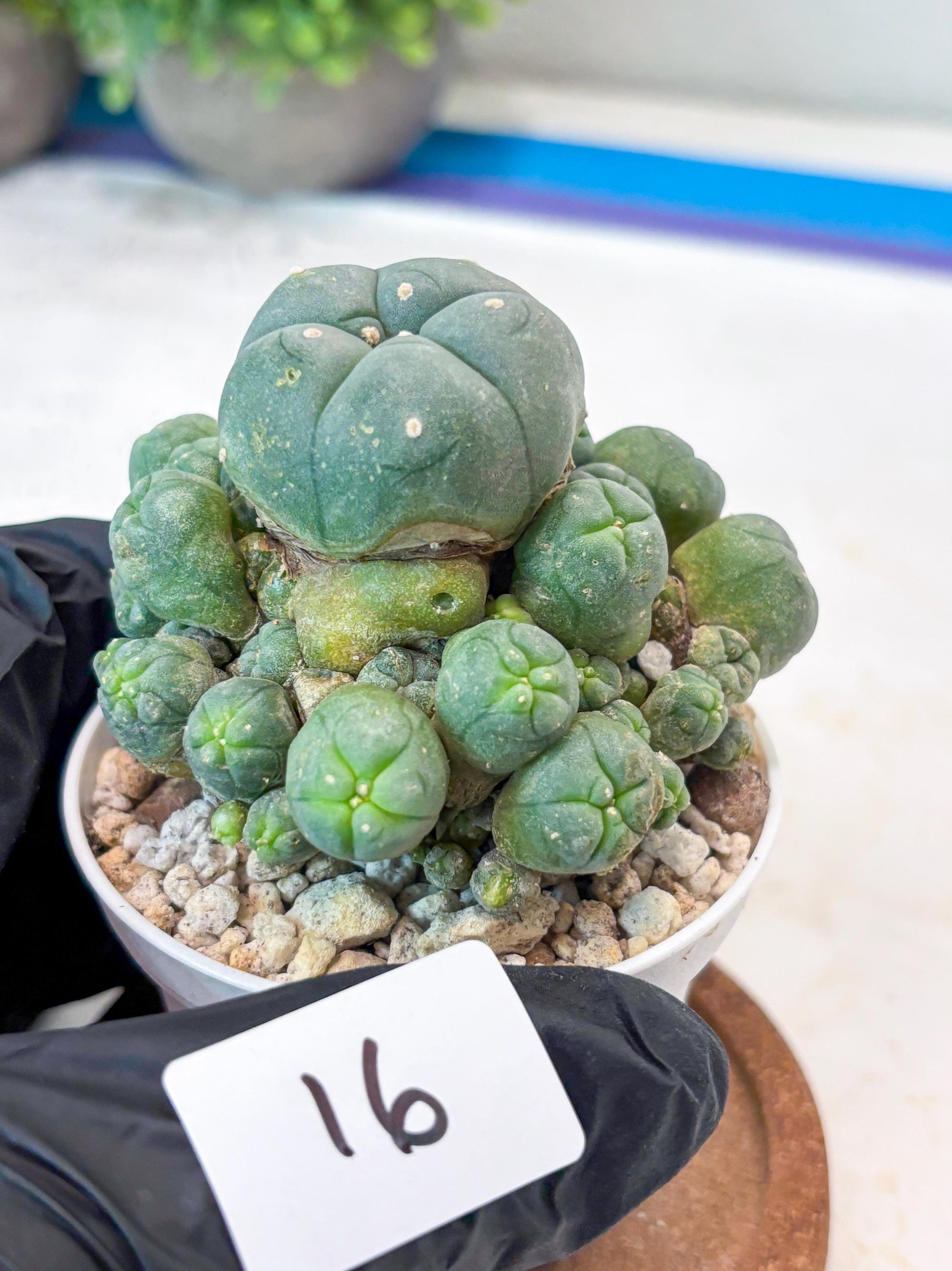 Spinless Cluster Cactus (#16) | Mature Succulents | Succulents Plants Live