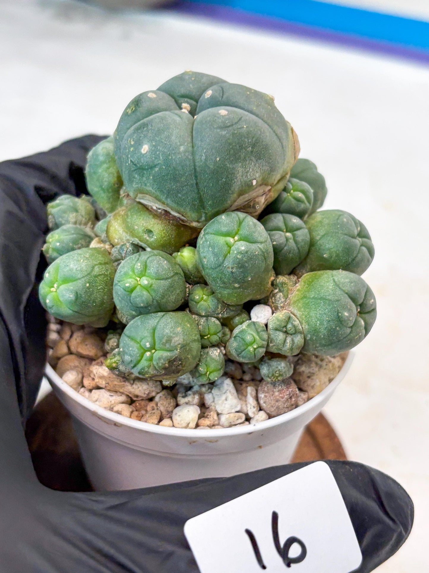 Spinless Cluster Cactus (#16) | Mature Succulents | Succulents Plants Live