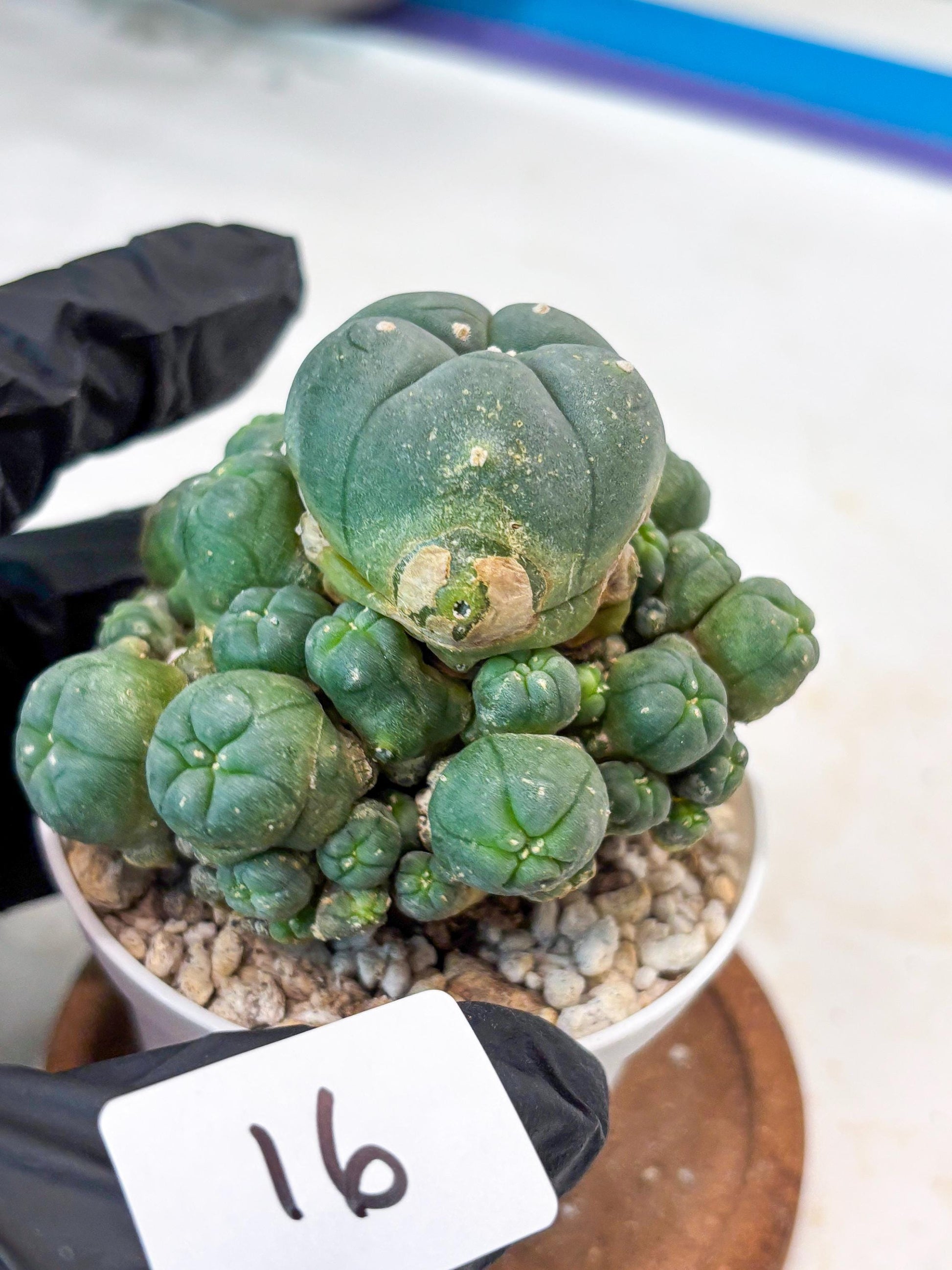 Spinless Cluster Cactus (#16) | Mature Succulents | Succulents Plants Live