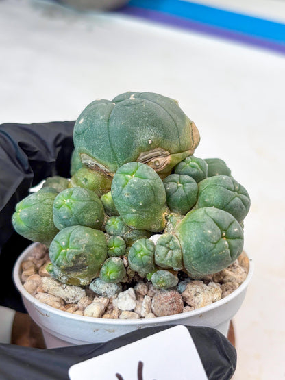 Spinless Cluster Cactus (#16) | Mature Succulents | Succulents Plants Live