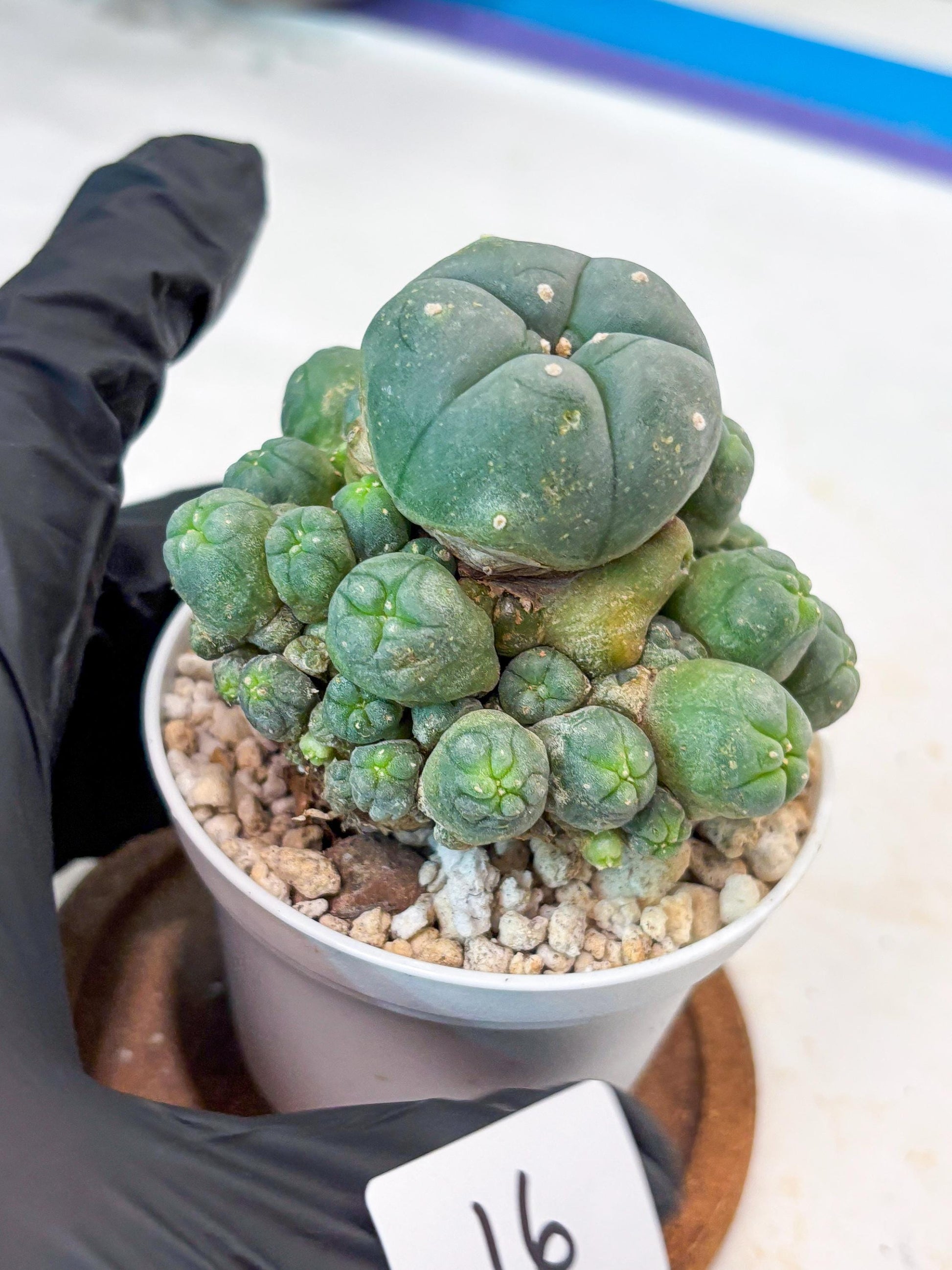 Spinless Cluster Cactus (#16) | Mature Succulents | Succulents Plants Live