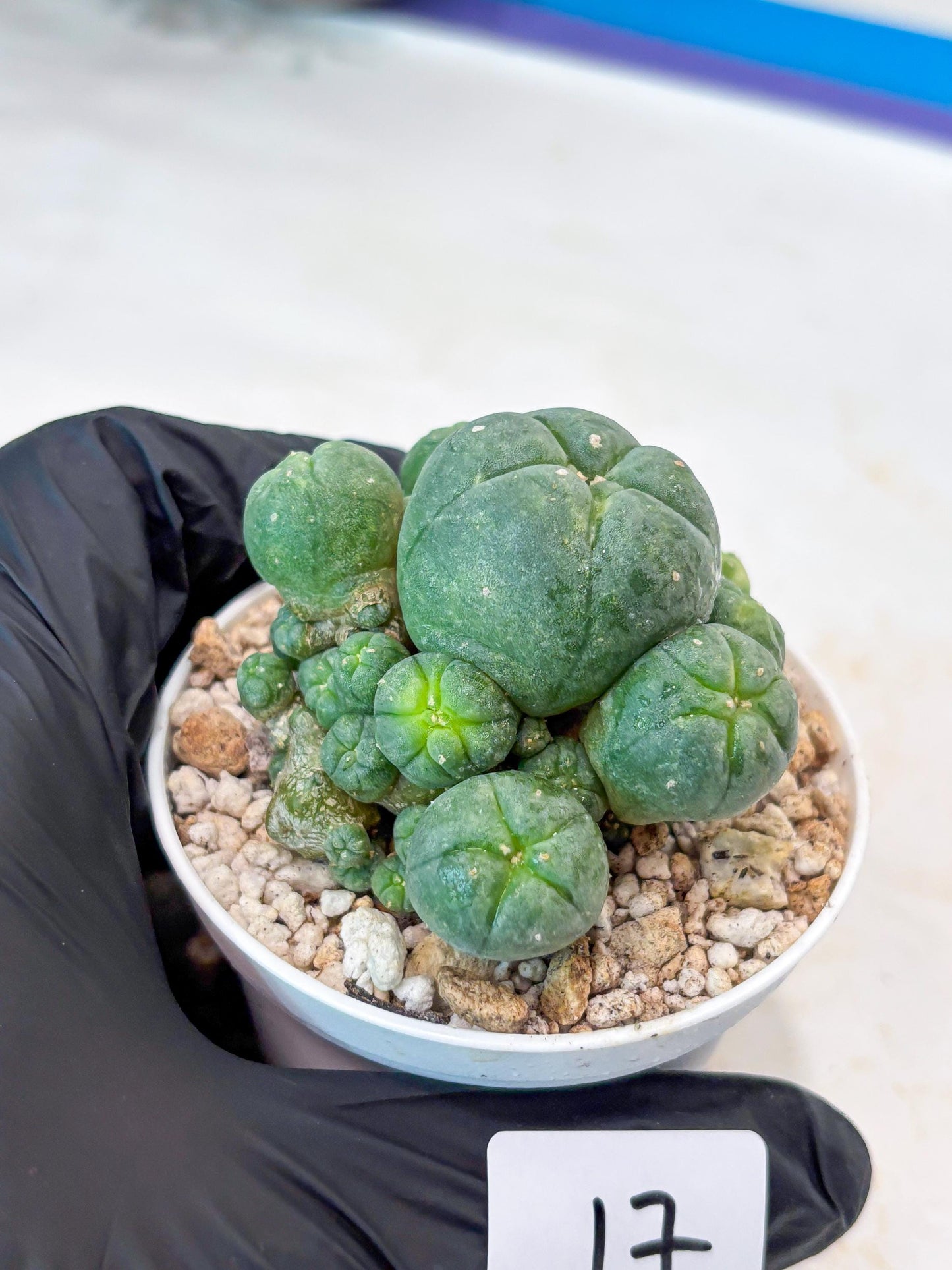 Spinless Cluster Cactus (#17) | Mature Succulents | Succulents Plants Live