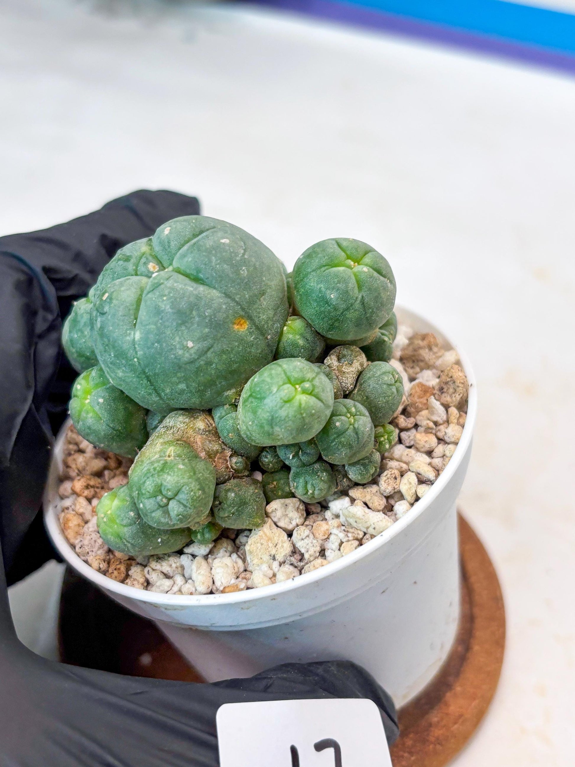 Spinless Cluster Cactus (#17) | Mature Succulents | Succulents Plants Live