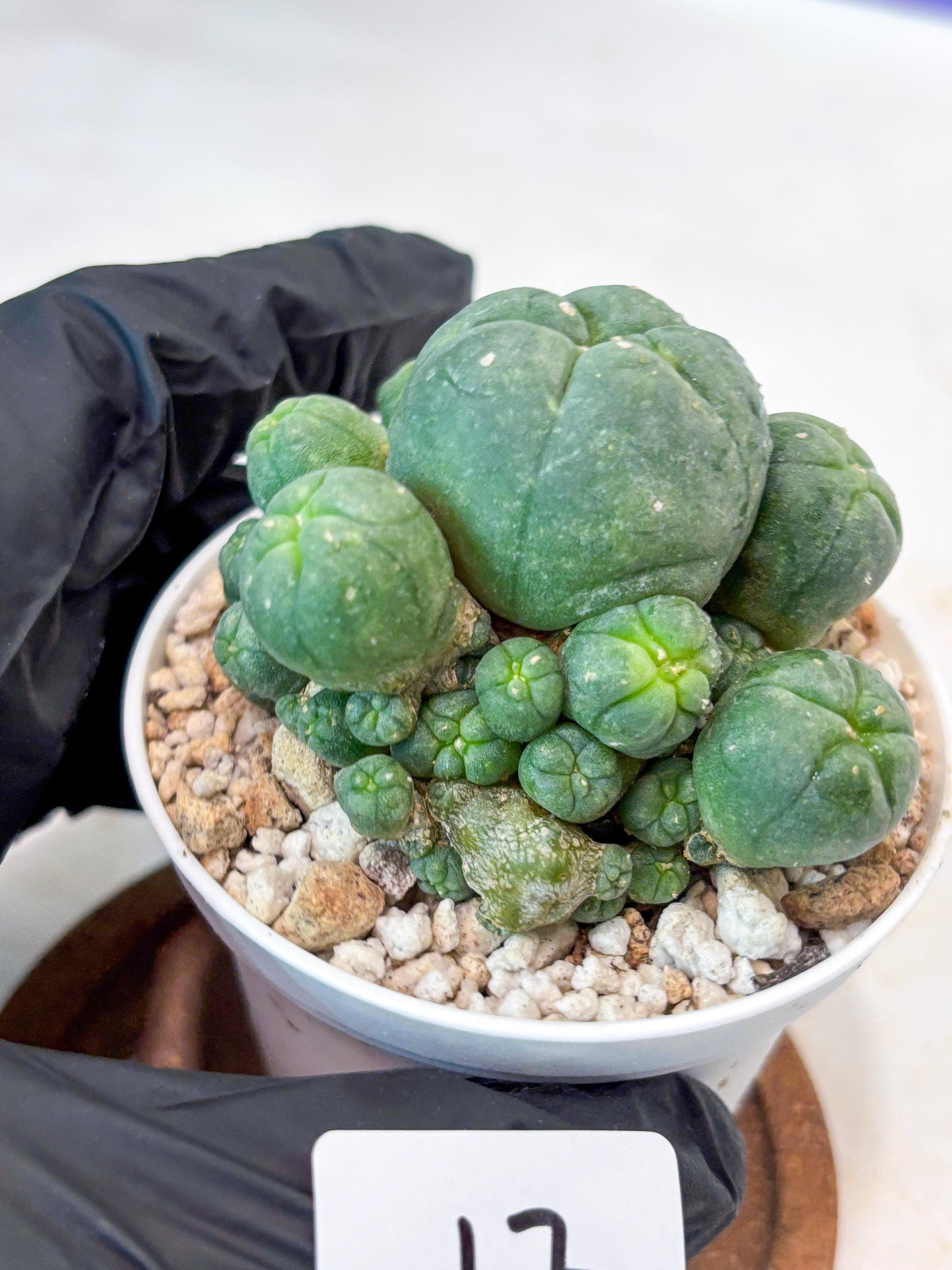 Spinless Cluster Cactus (#17) | Mature Succulents | Succulents Plants Live