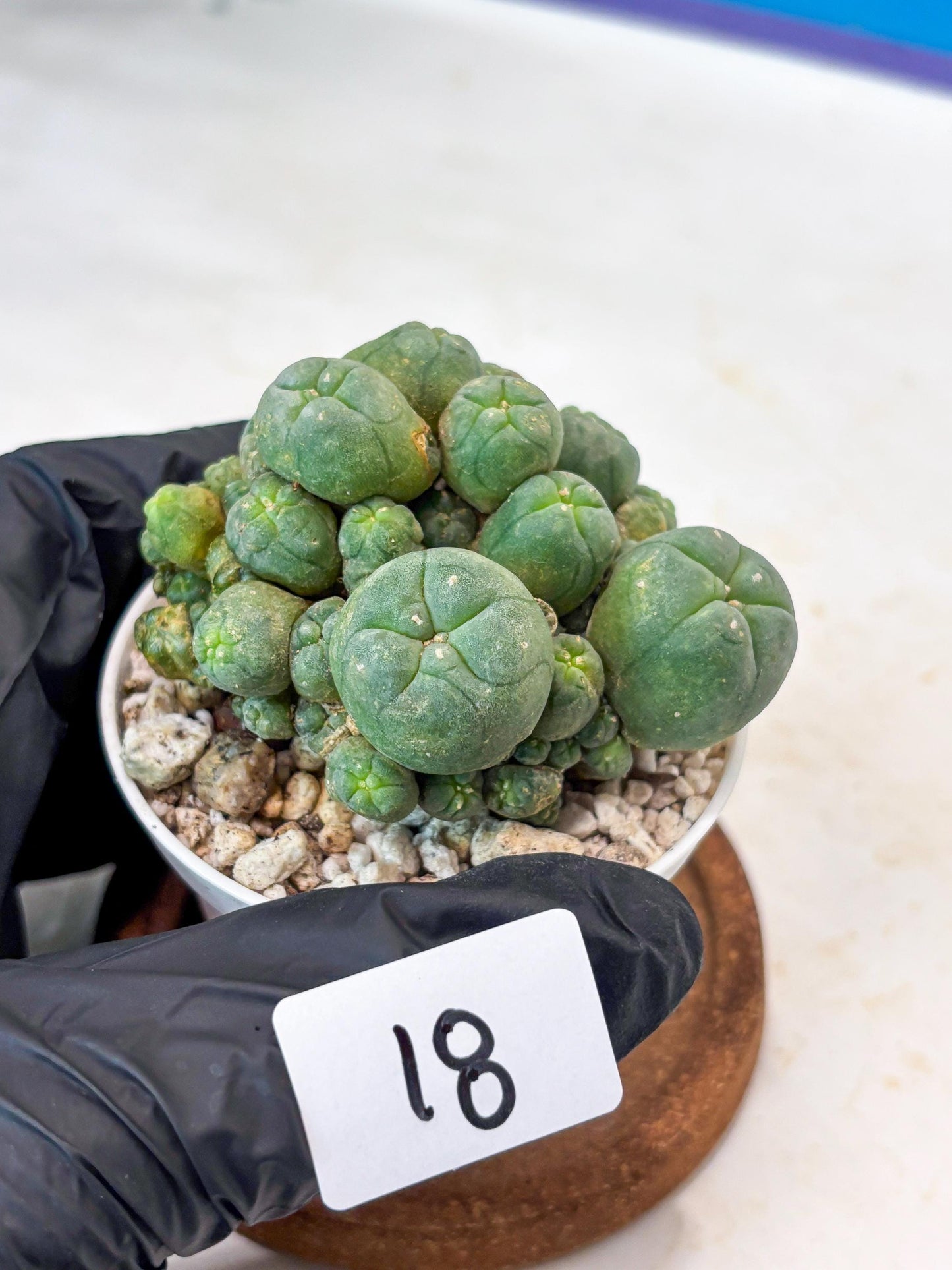 Spinless Cluster Cactus (#18) | Mature Succulents | Succulents Plants Live