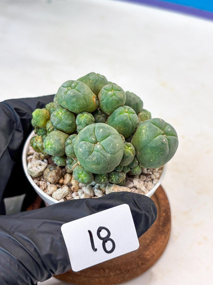 Spinless Cluster Cactus (#18) | Mature Succulents | Succulents Plants Live