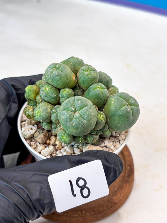 Spinless Cluster Cactus (#18) | Mature Succulents | Succulents Plants Live