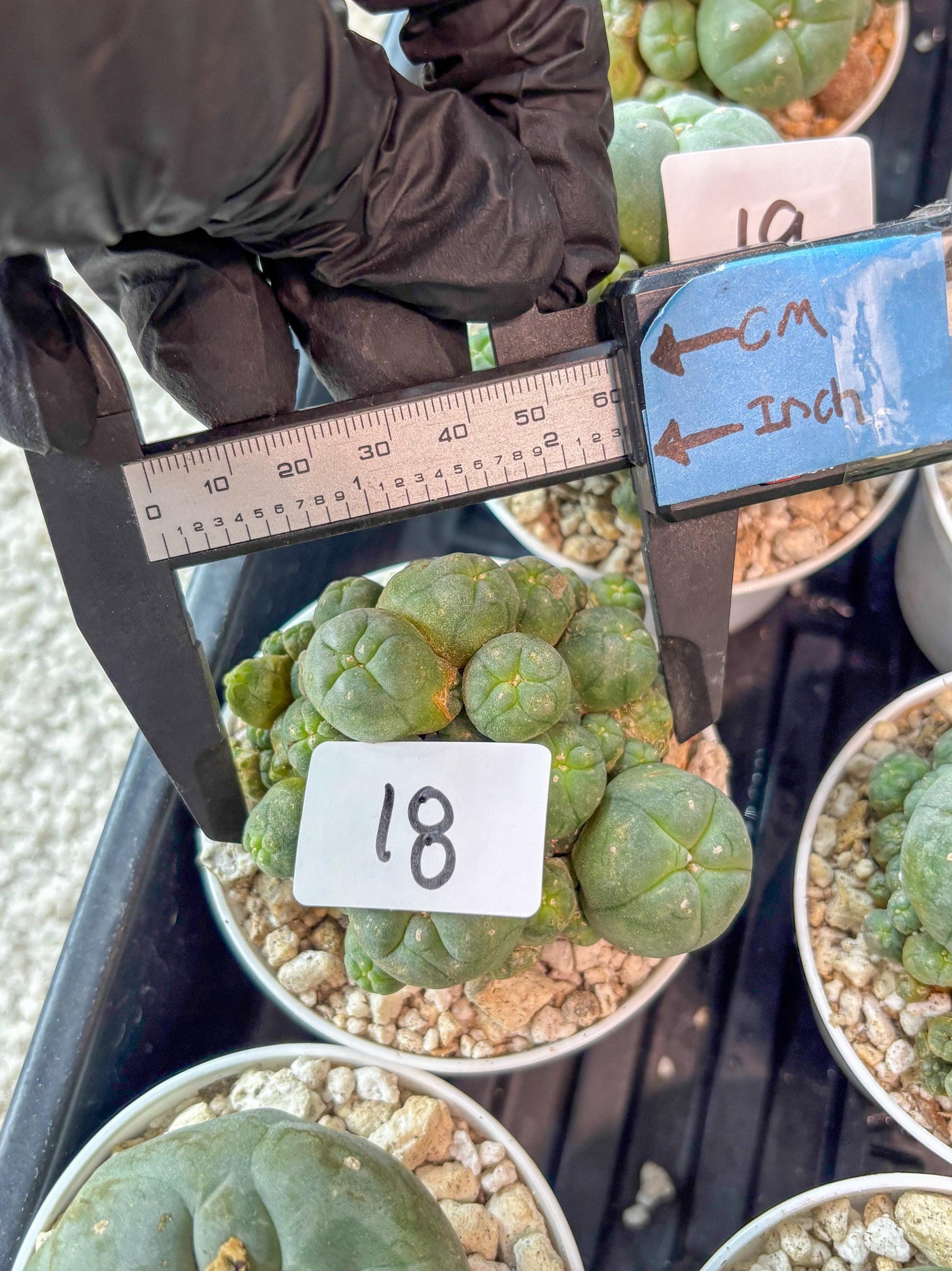 Spinless Cluster Cactus (#18) | Mature Succulents | Succulents Plants Live