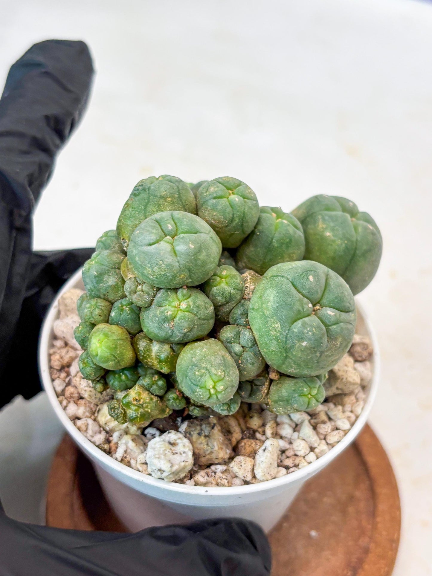 Spinless Cluster Cactus (#18) | Mature Succulents | Succulents Plants Live