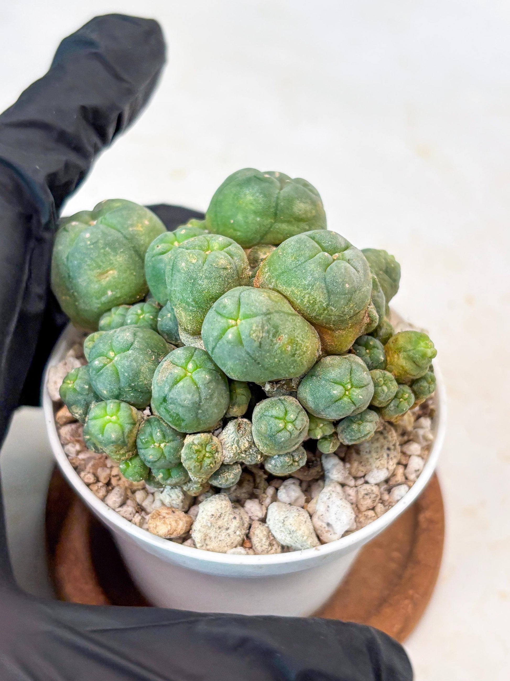 Spinless Cluster Cactus (#18) | Mature Succulents | Succulents Plants Live