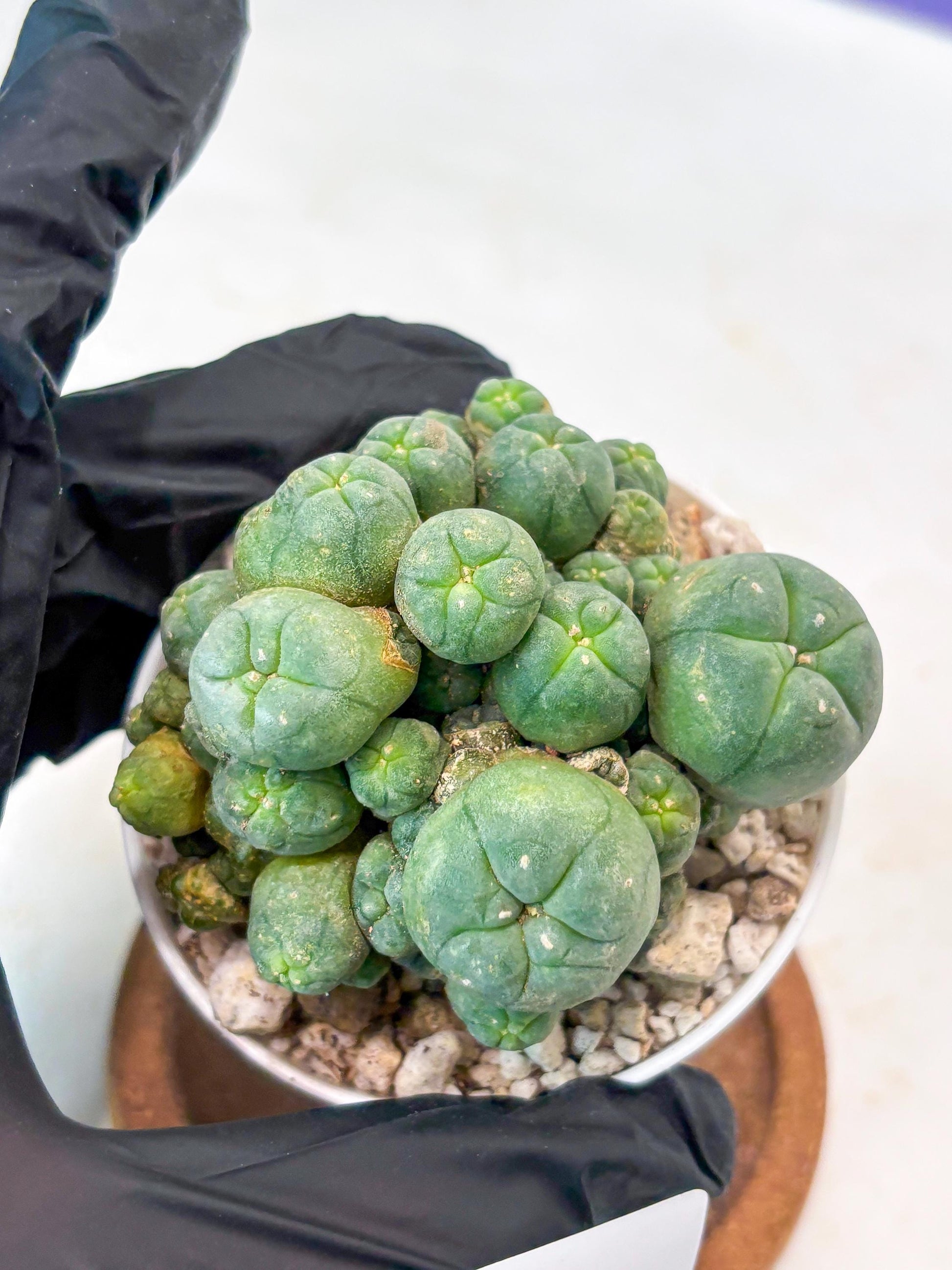 Spinless Cluster Cactus (#18) | Mature Succulents | Succulents Plants Live