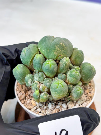 Spinless Cluster Cactus (#19) | Mature Succulents | Succulents Plants Live