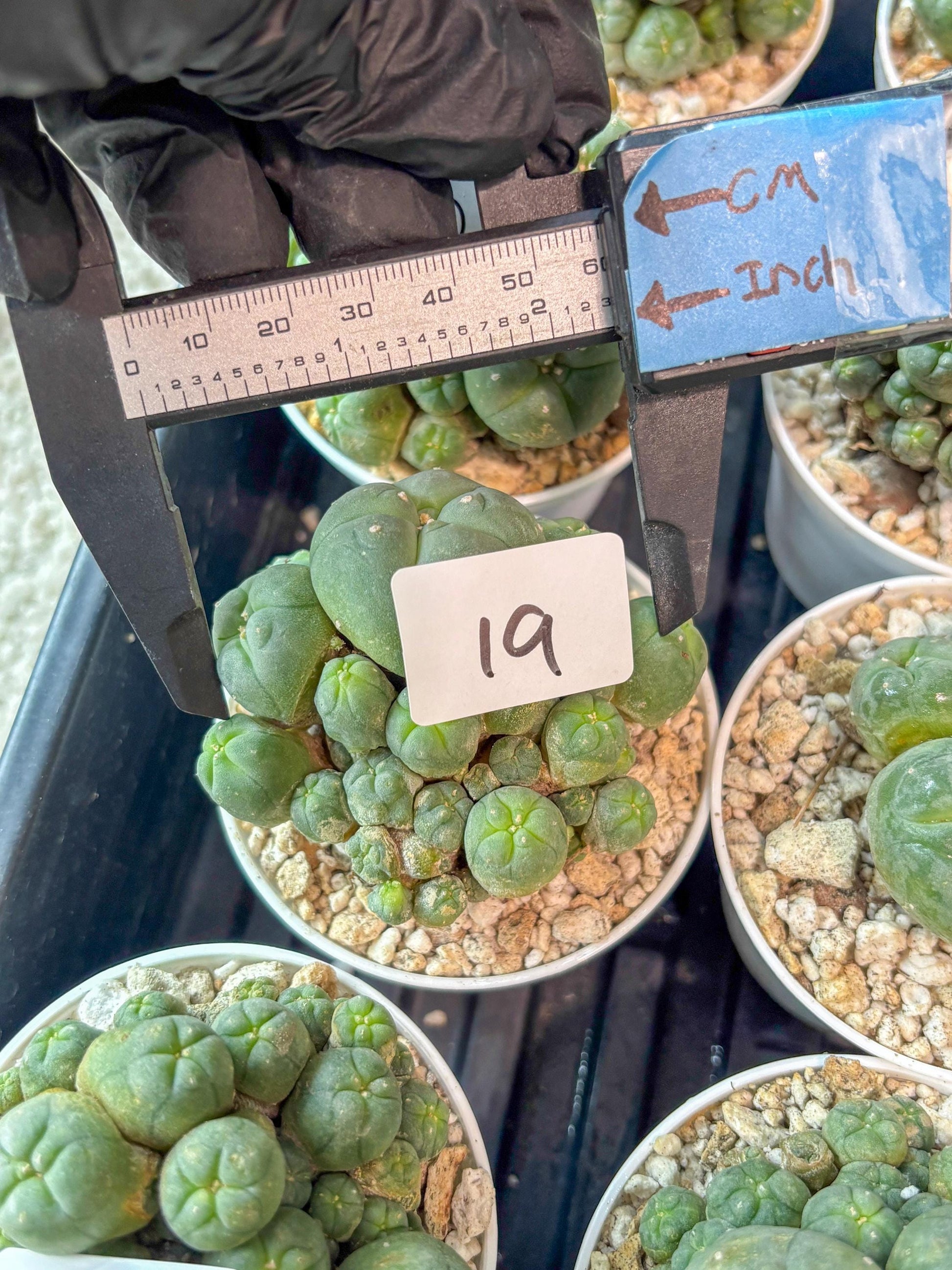 Spinless Cluster Cactus (#19) | Mature Succulents | Succulents Plants Live