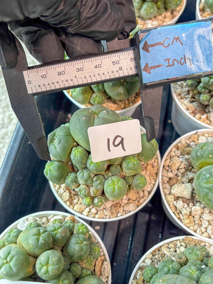 Spinless Cluster Cactus (#19) | Mature Succulents | Succulents Plants Live