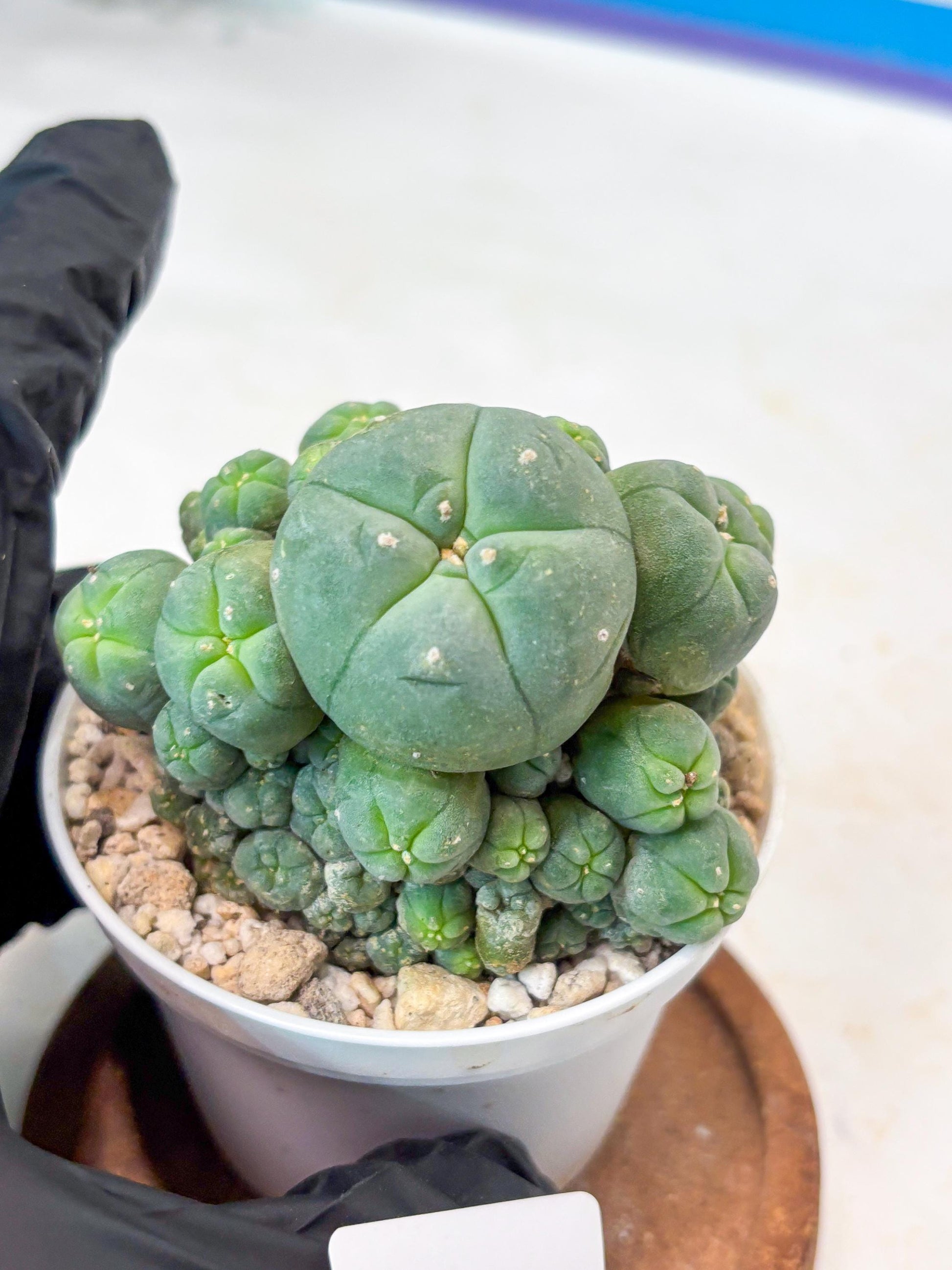 Spinless Cluster Cactus (#19) | Mature Succulents | Succulents Plants Live