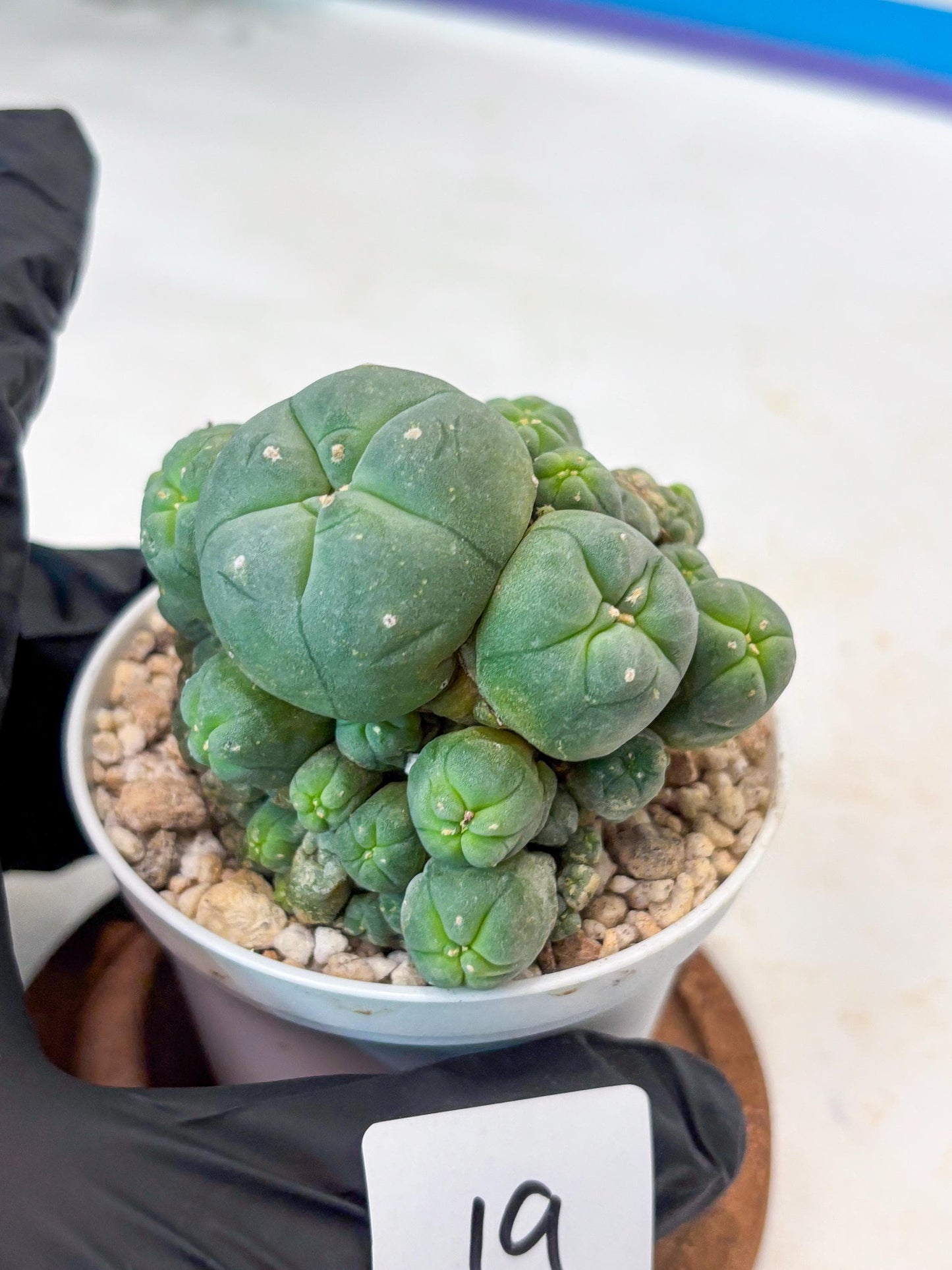 Spinless Cluster Cactus (#19) | Mature Succulents | Succulents Plants Live