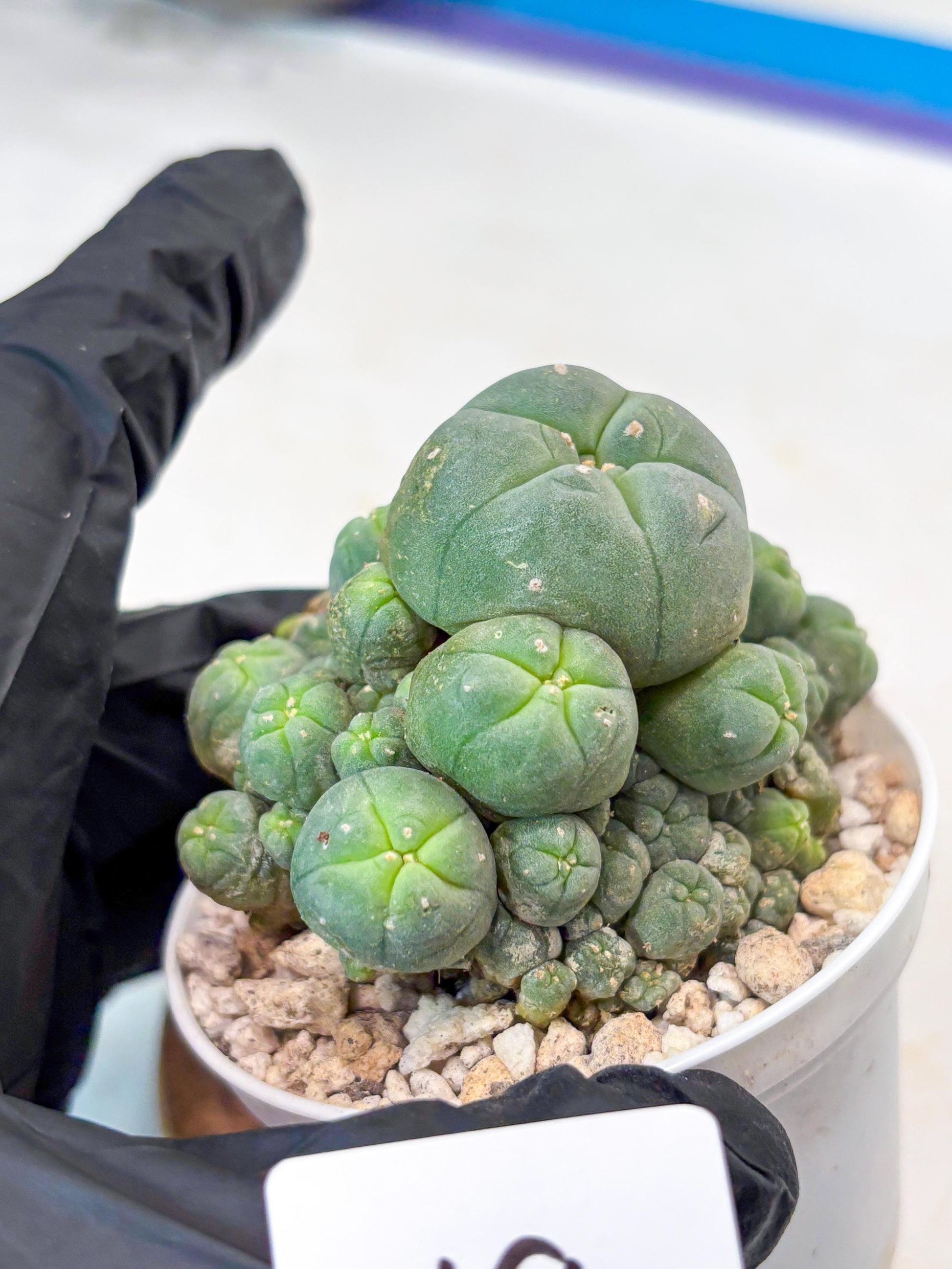 Spinless Cluster Cactus (#19) | Mature Succulents | Succulents Plants Live