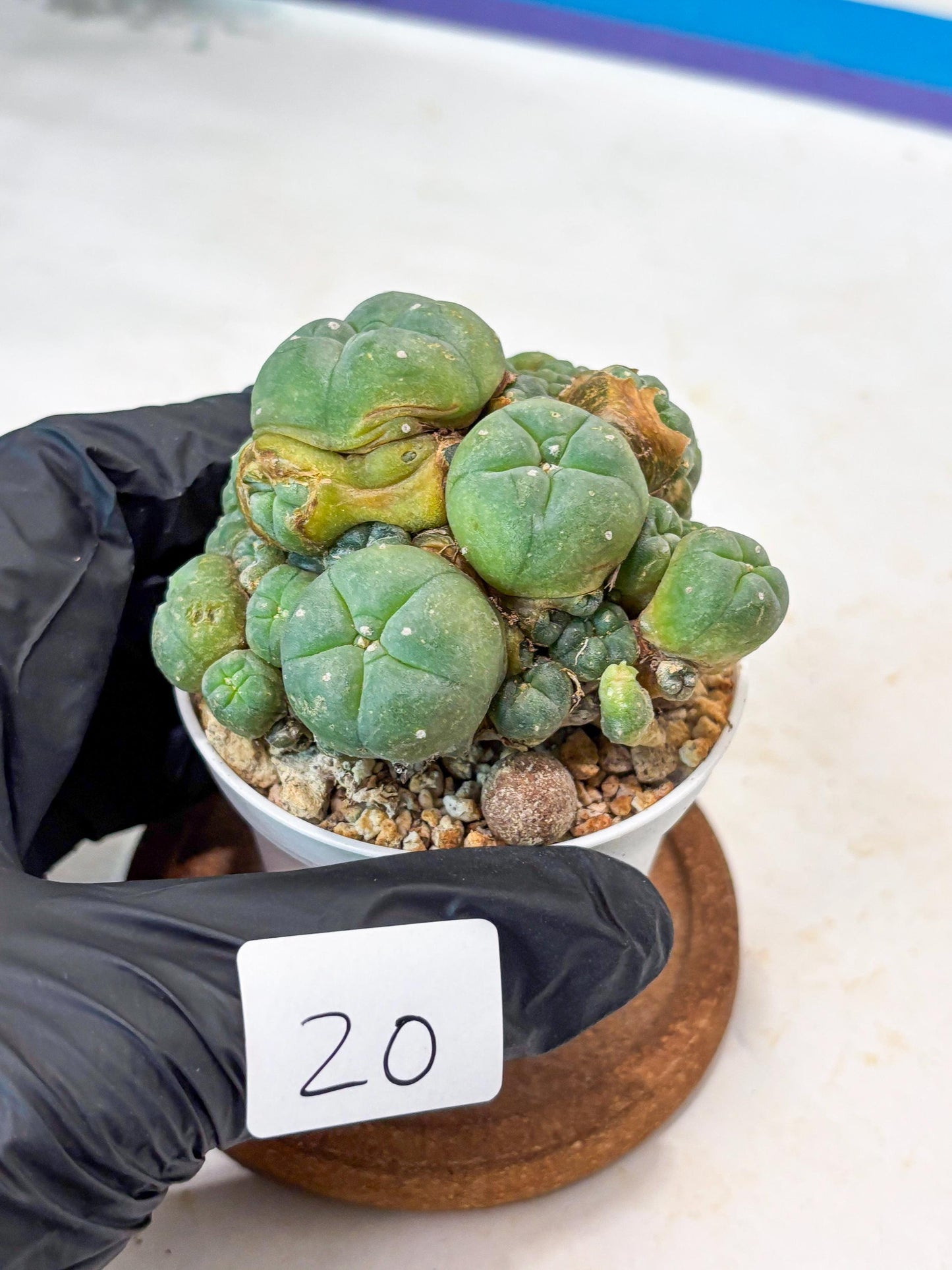 Spinless Cluster Cactus (#20) | Mature Succulents | Succulents Plants Live