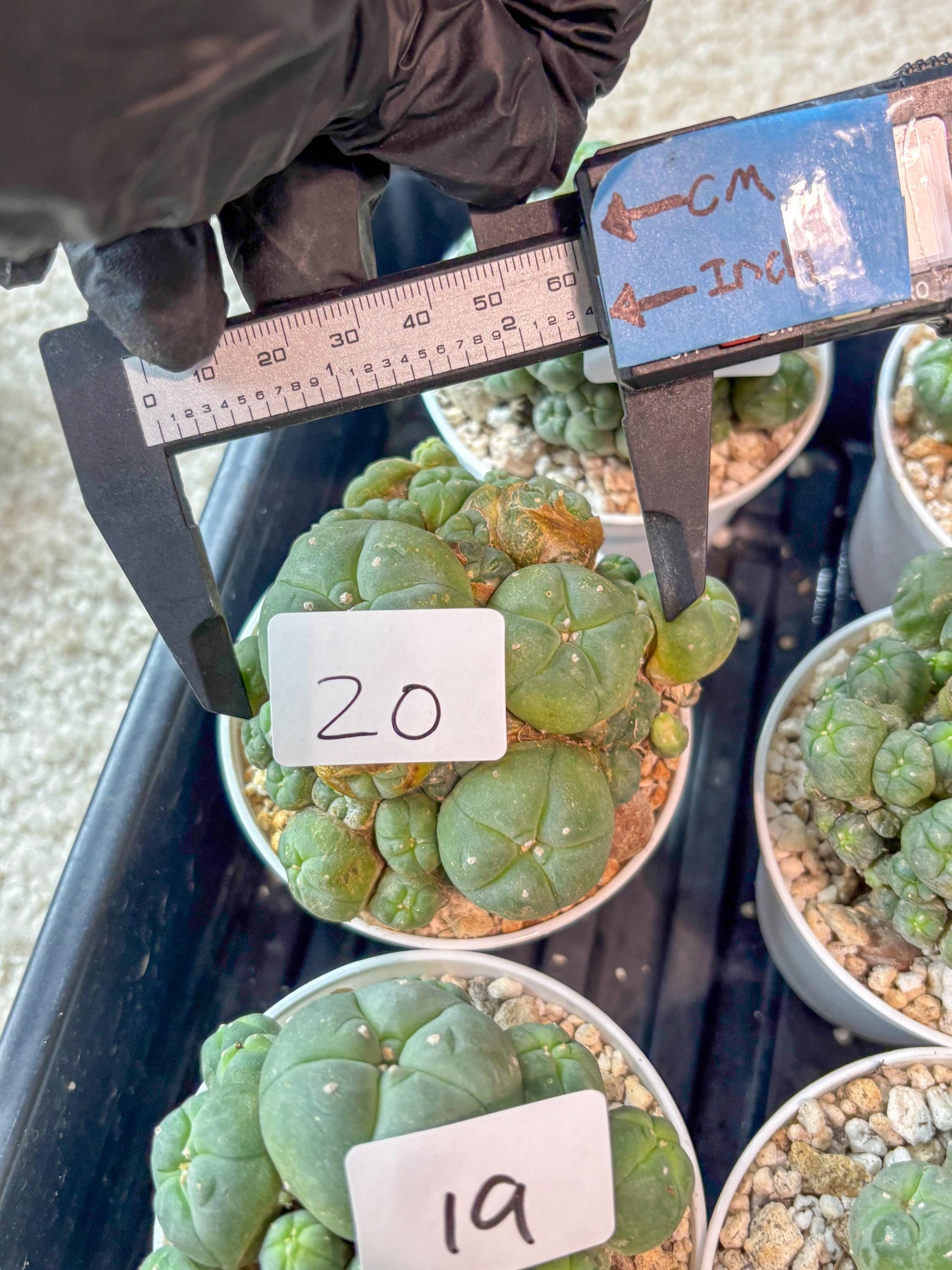 Spinless Cluster Cactus (#20) | Mature Succulents | Succulents Plants Live