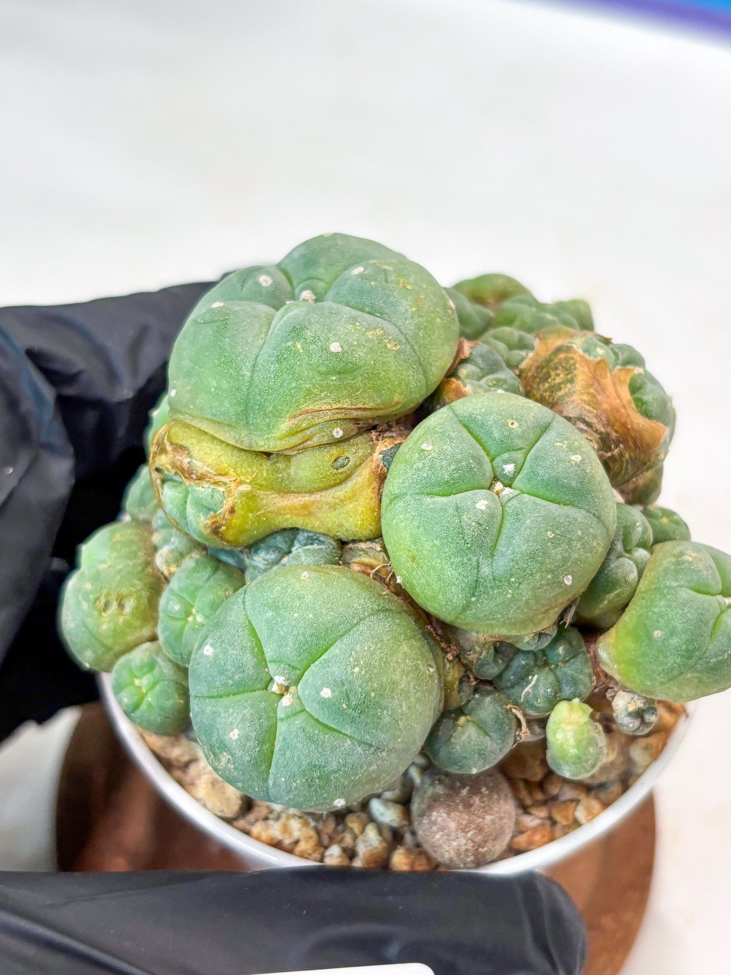Spinless Cluster Cactus (#20) | Mature Succulents | Succulents Plants Live
