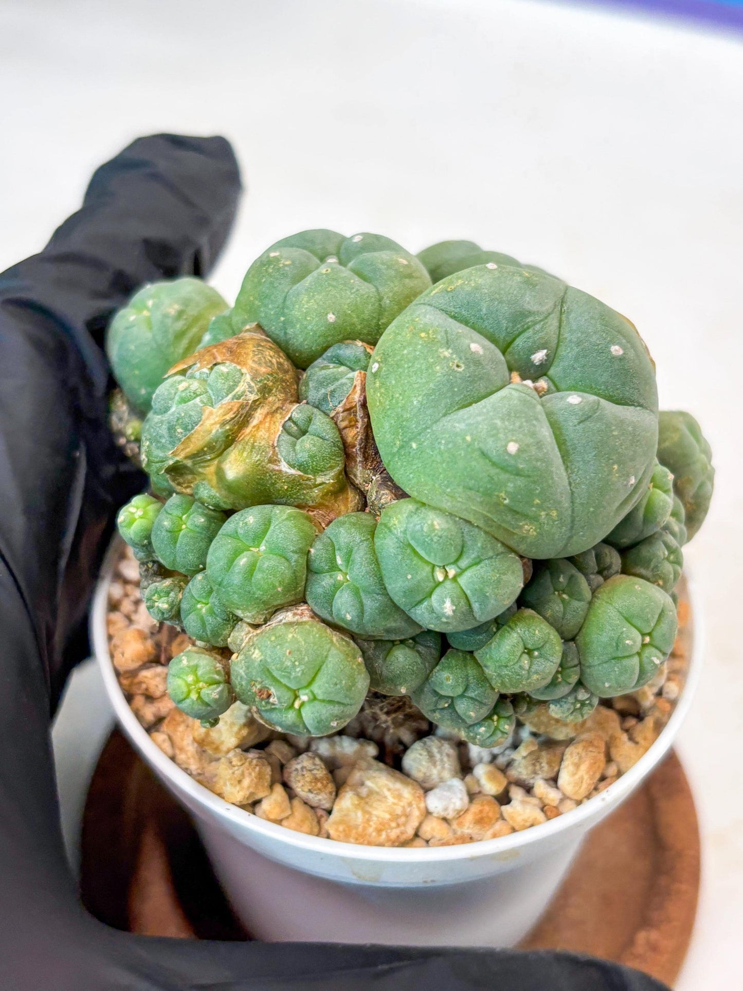 Spinless Cluster Cactus (#20) | Mature Succulents | Succulents Plants Live