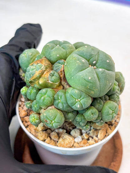 Spinless Cluster Cactus (#20) | Mature Succulents | Succulents Plants Live