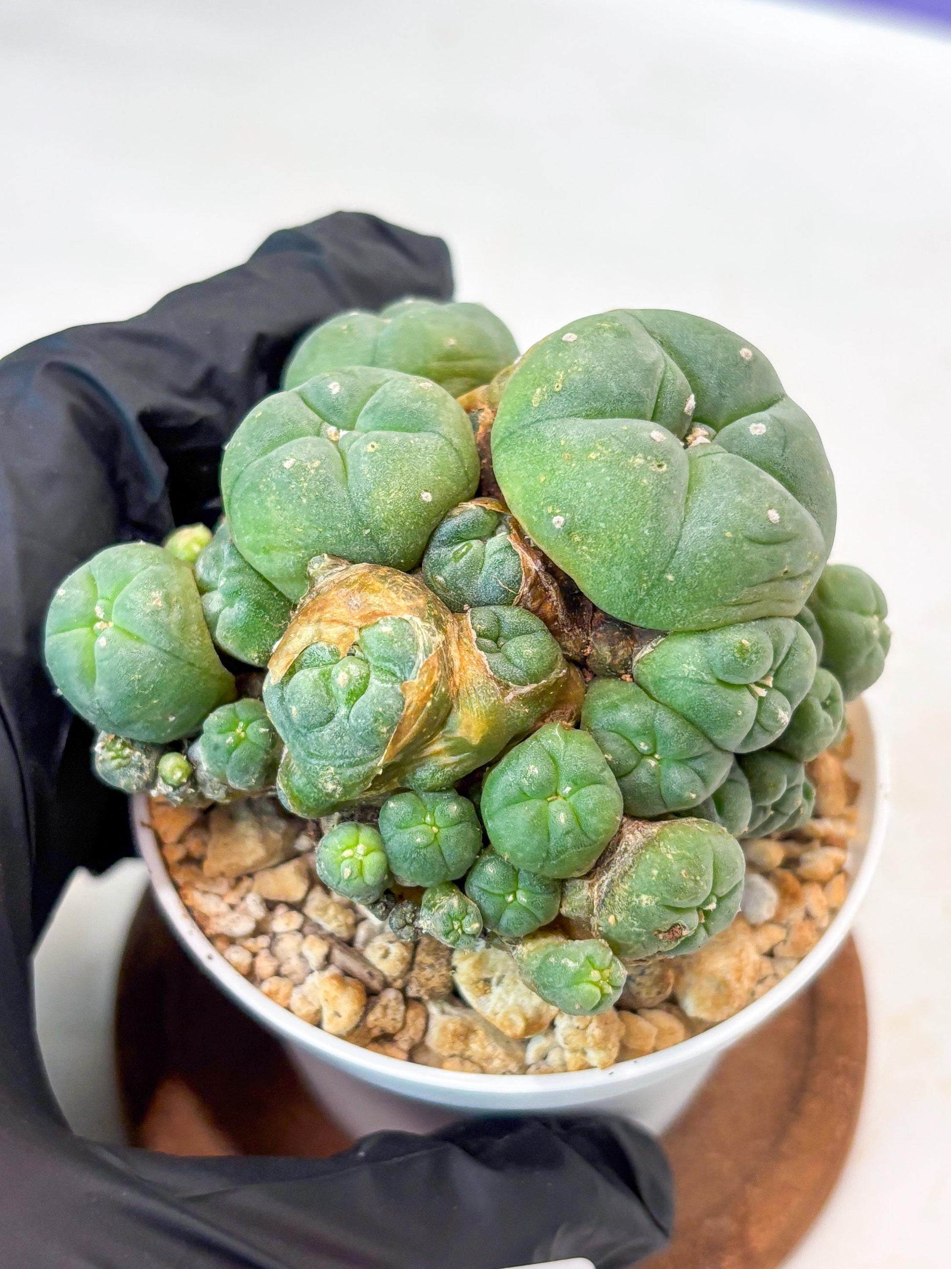 Spinless Cluster Cactus (#20) | Mature Succulents | Succulents Plants Live