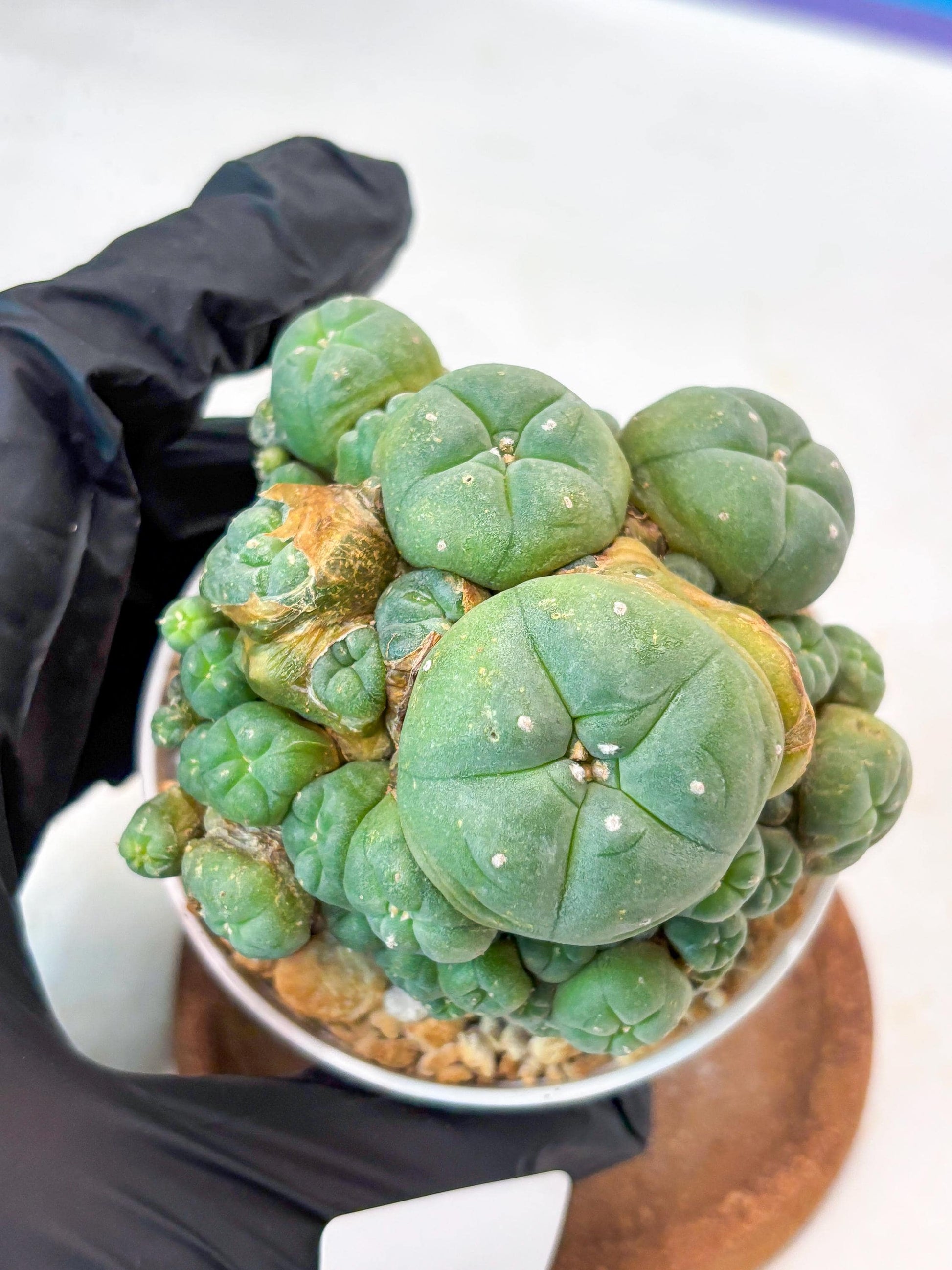 Spinless Cluster Cactus (#20) | Mature Succulents | Succulents Plants Live