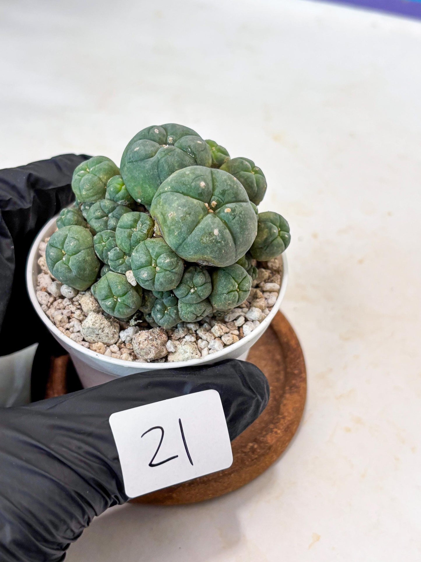 Spinless Cluster Cactus (#21) | Mature Succulents | Succulents Plants Live