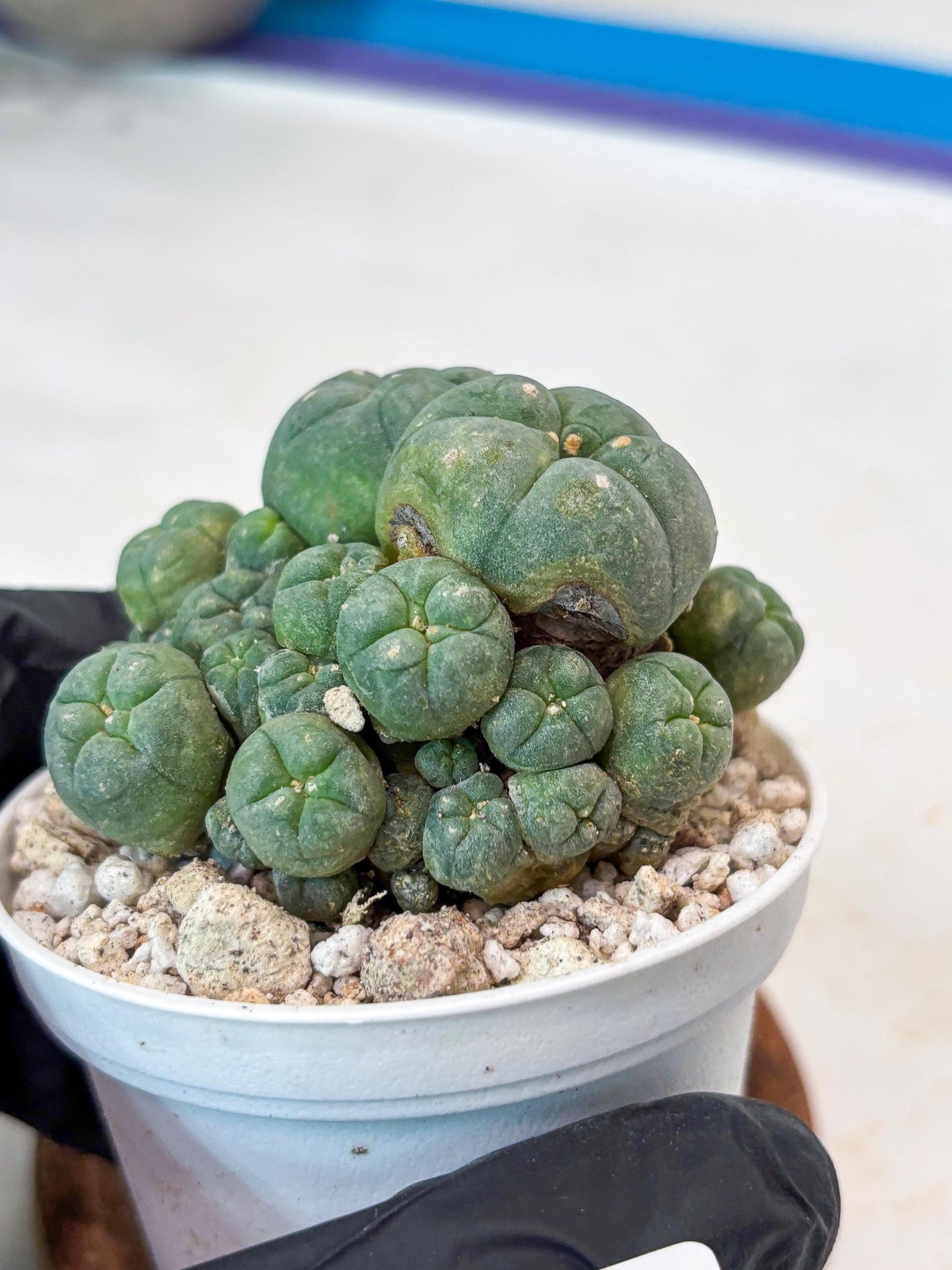 Spinless Cluster Cactus (#21) | Mature Succulents | Succulents Plants Live